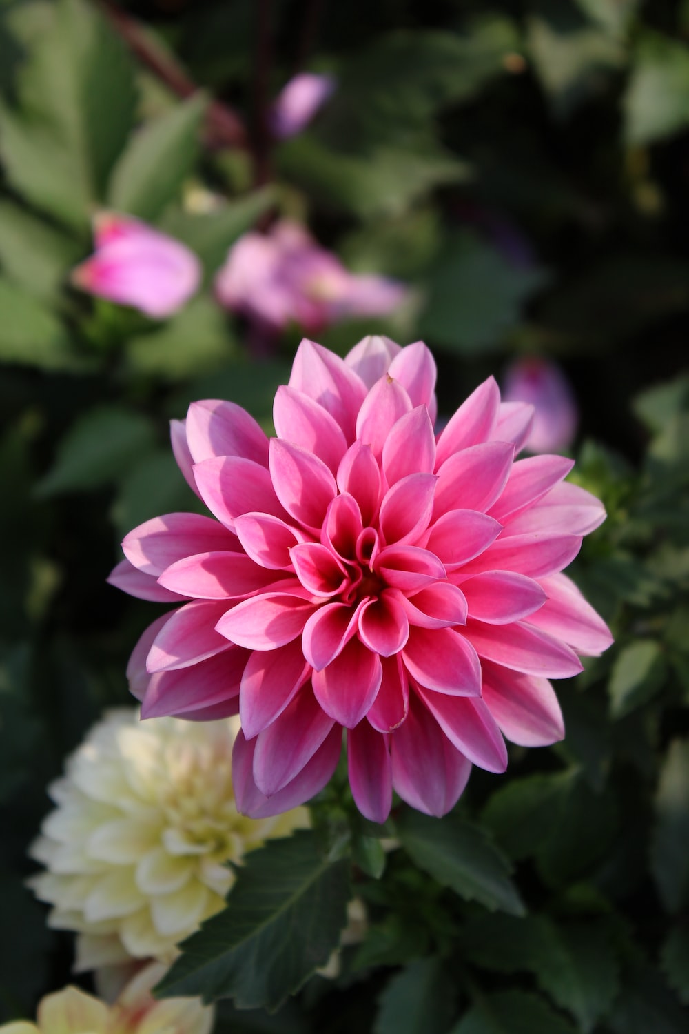 Dahlia Picture. Download Free Image