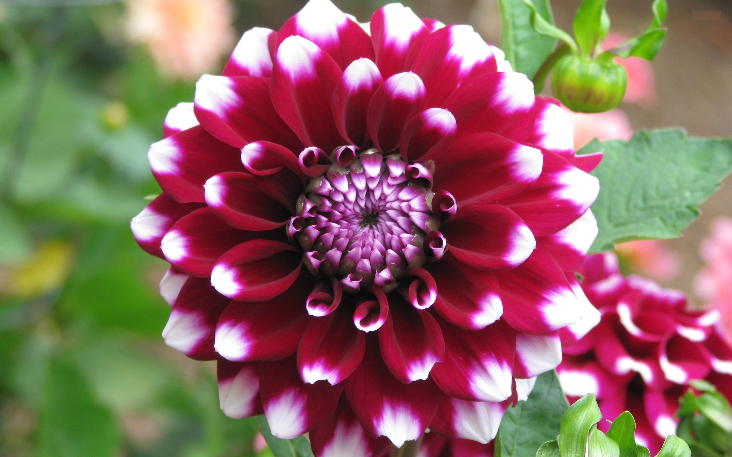 Dahlia Flower Wallpaper