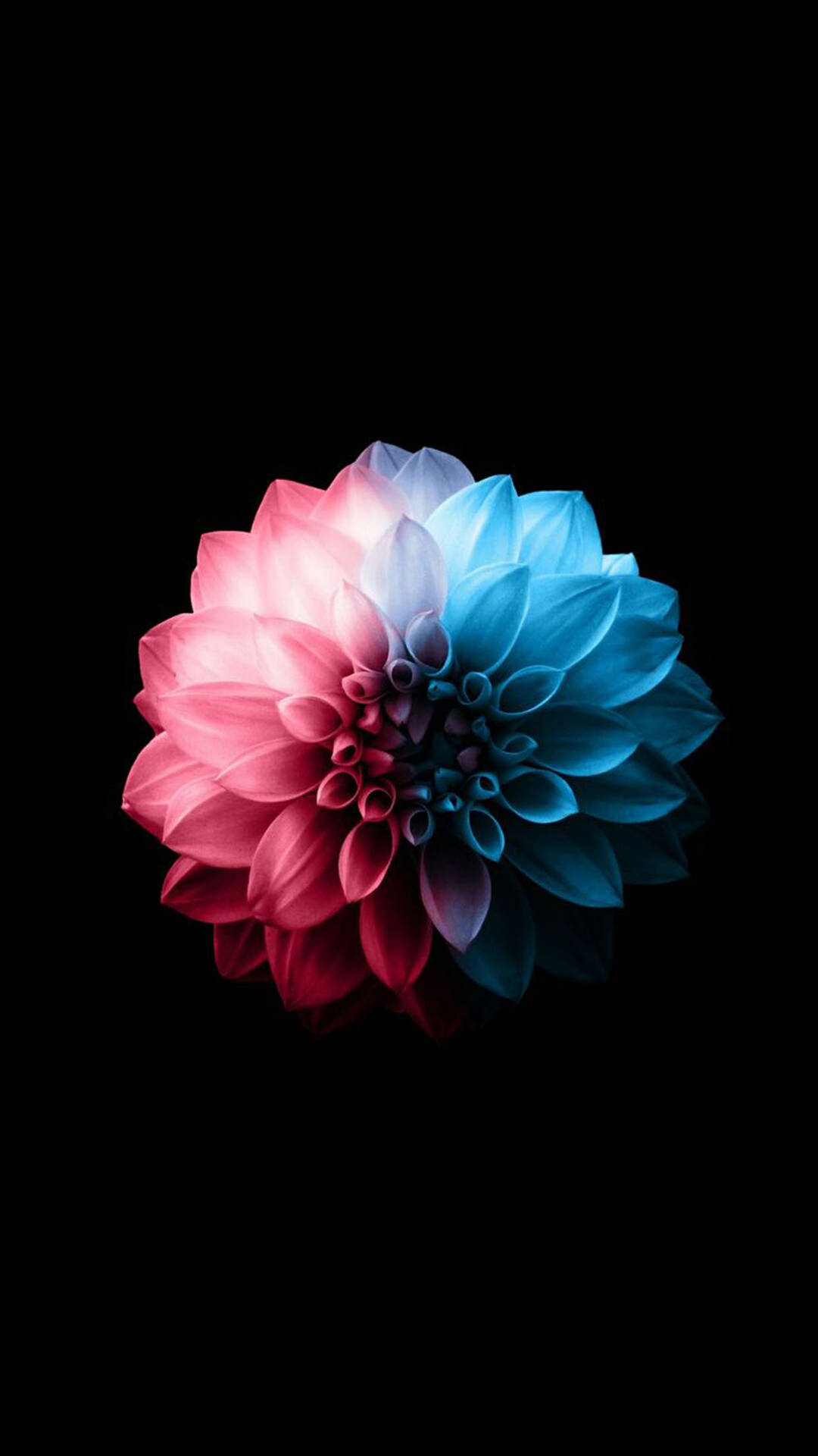 Download Red And Blue Dahlia Flower Apple Wallpaper