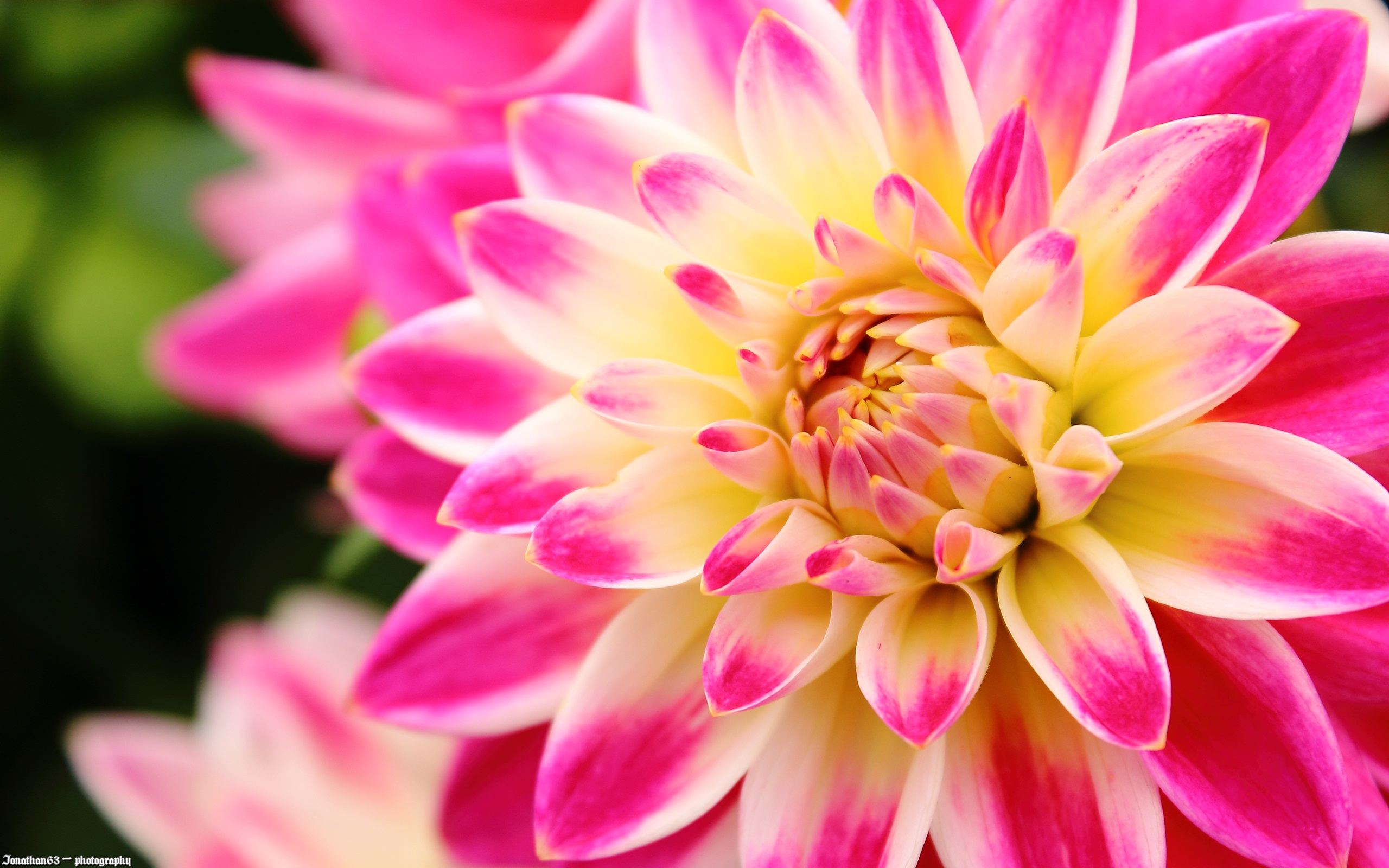 Dahlia wallpaper. Dahlia
