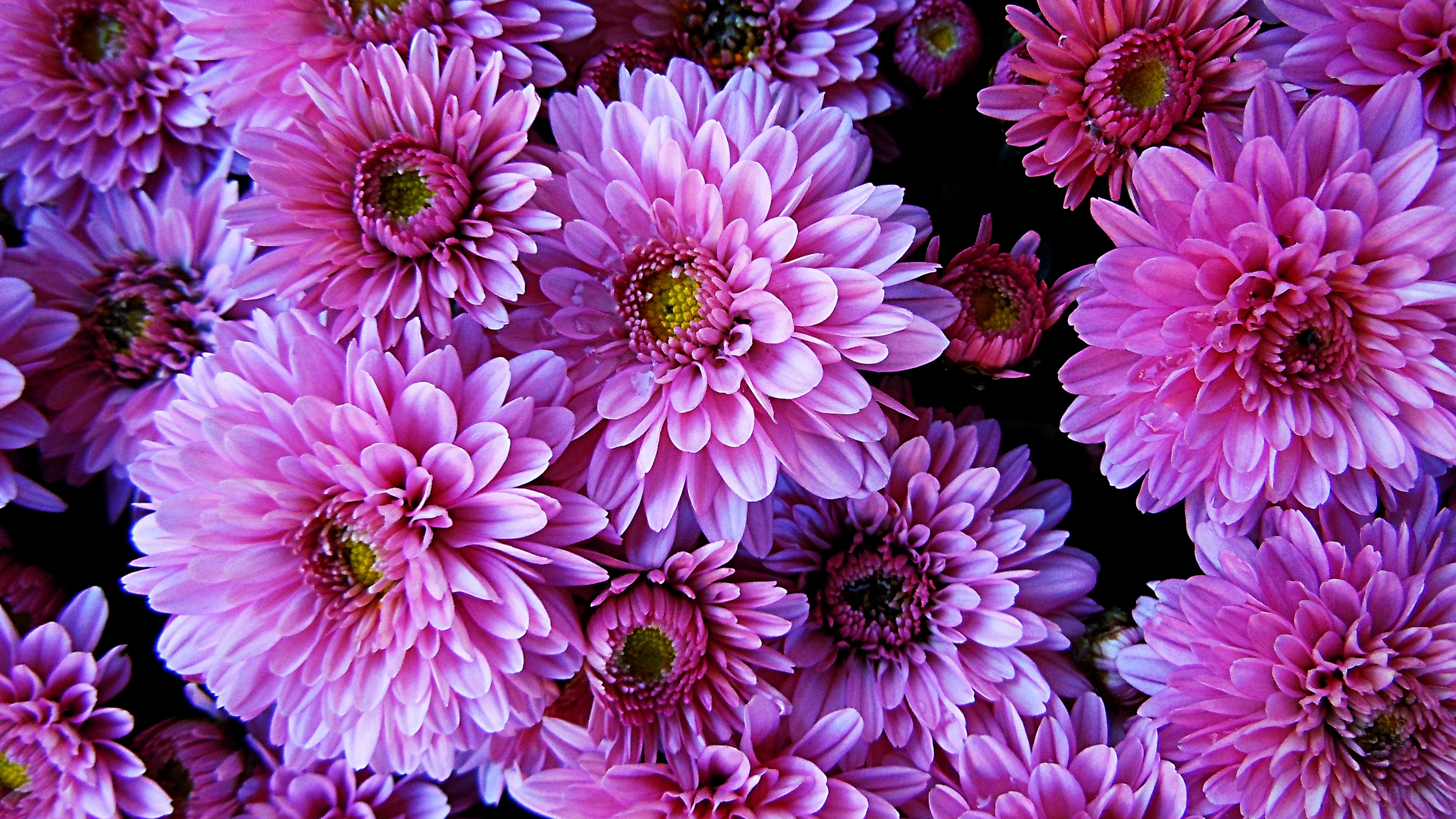 Dahlia, Earth, Flower, Pink Flower 4k Gallery HD Wallpaper