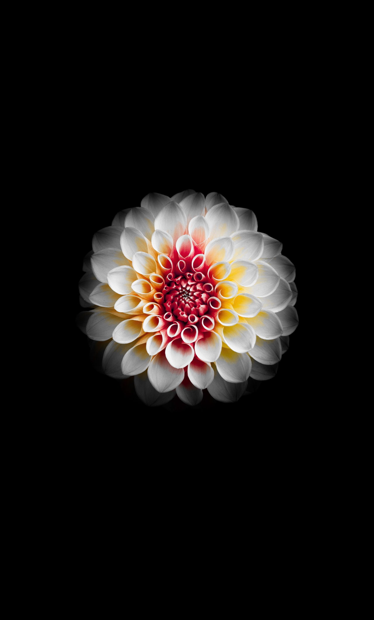 Download wallpaper 1280x2120 portrait, white dahlia, flower, iphone 6 plus, 1280x2120 HD background, 15173