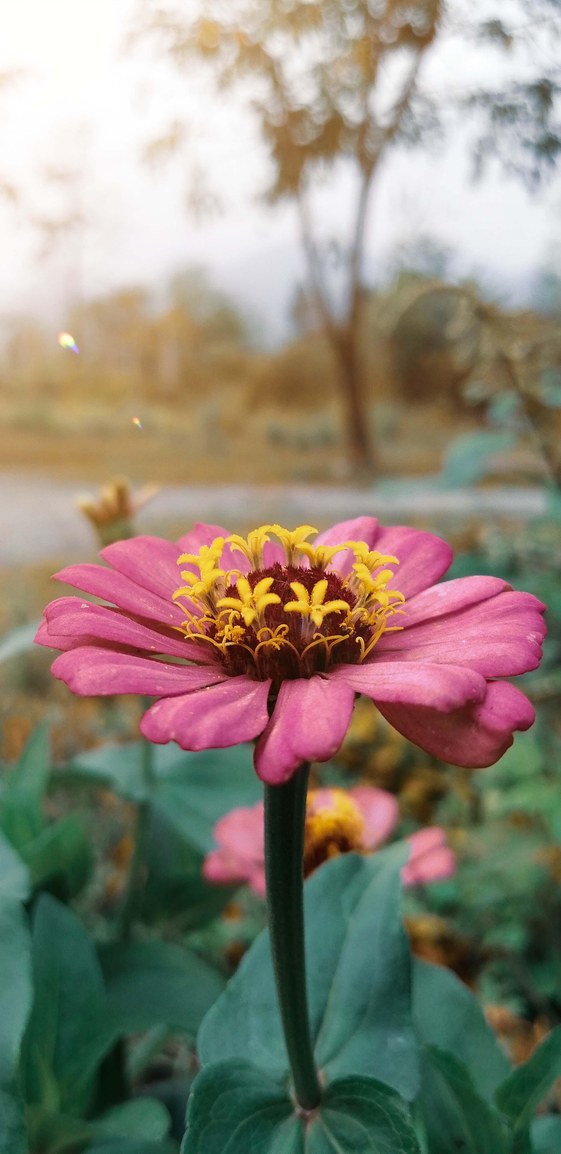 Dahlia Flower Sun Ray 4K Ultra HD Mobile Wallpaper