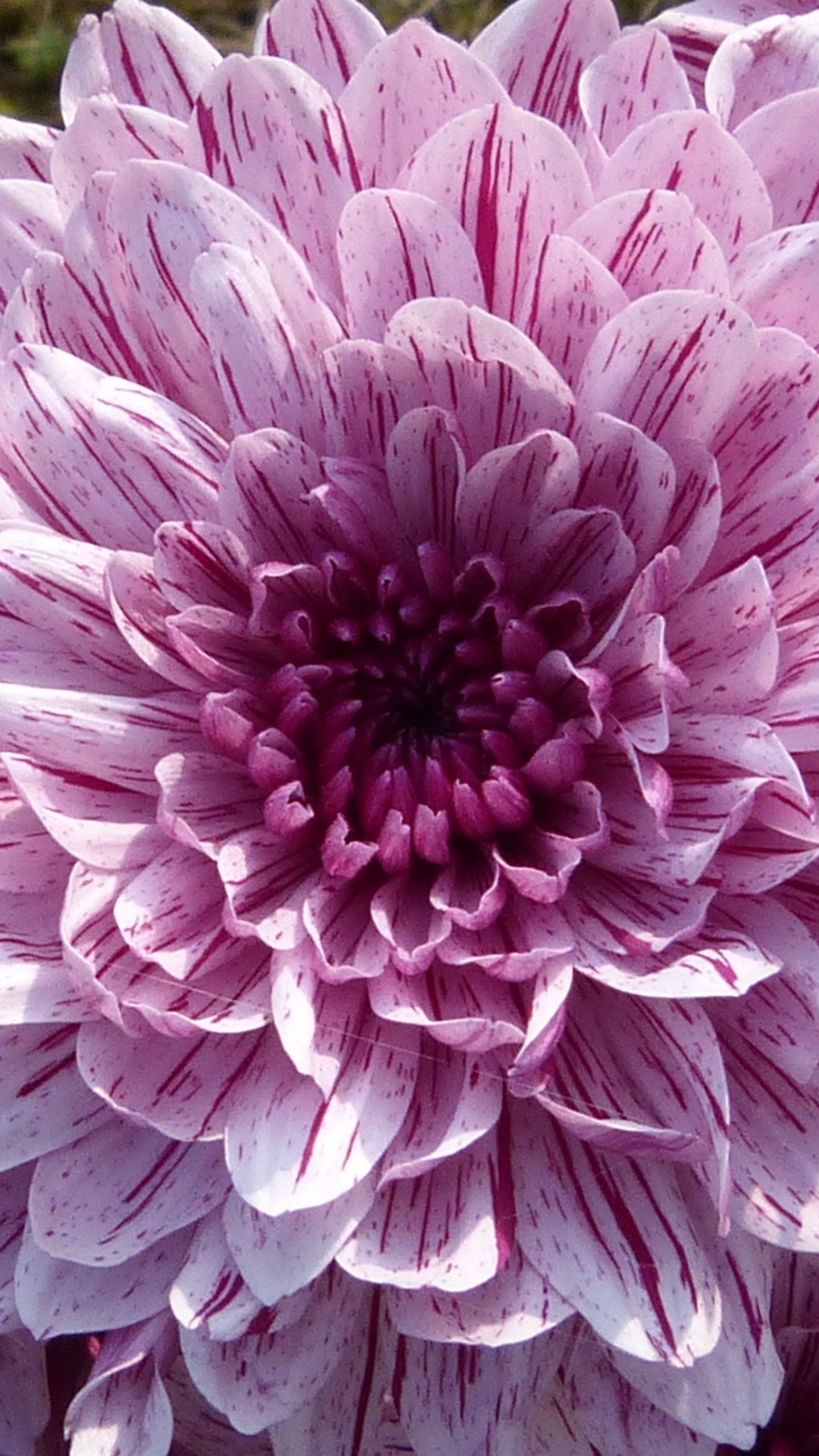Purple Blooming Dahlia Wallpaper, Android & Desktop Background. Flower iphone wallpaper, HD flowers, Amazing flowers
