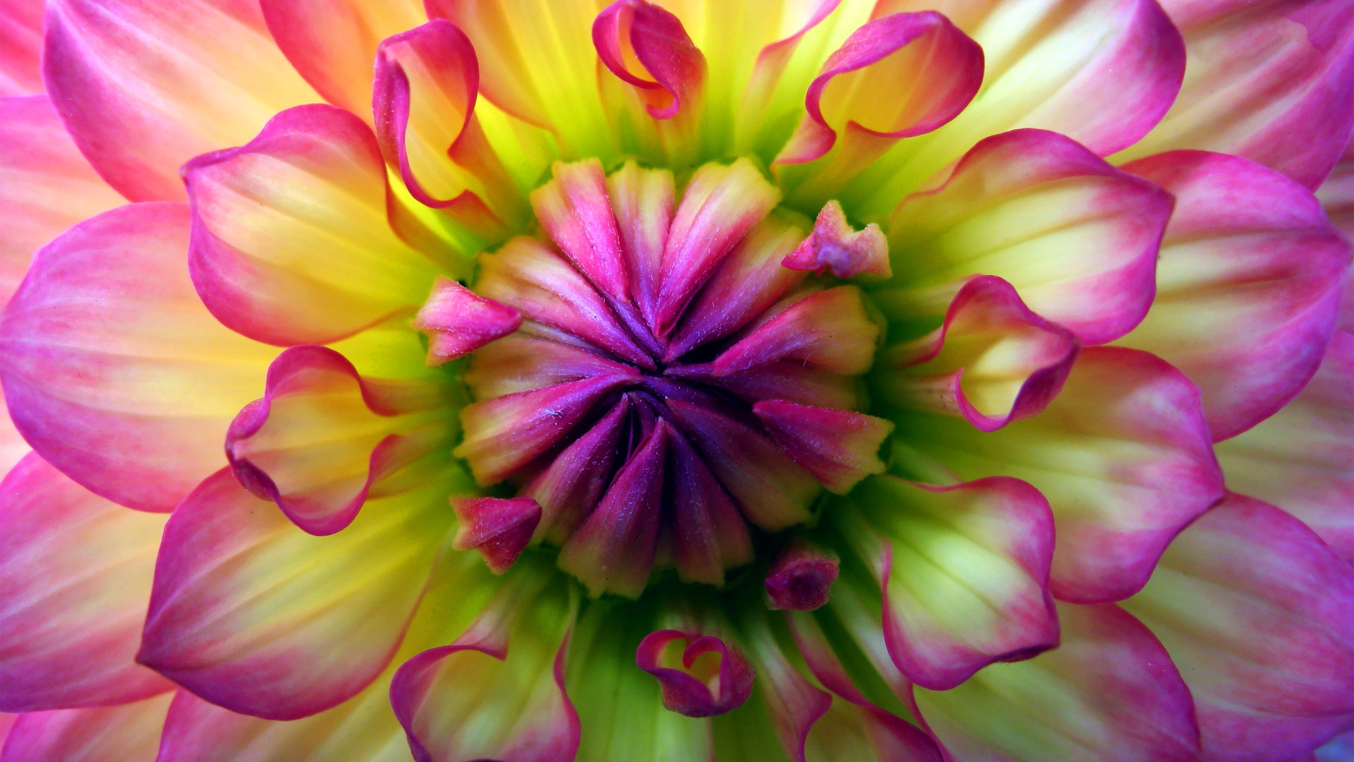 Dahlia Desktop Wallpaper