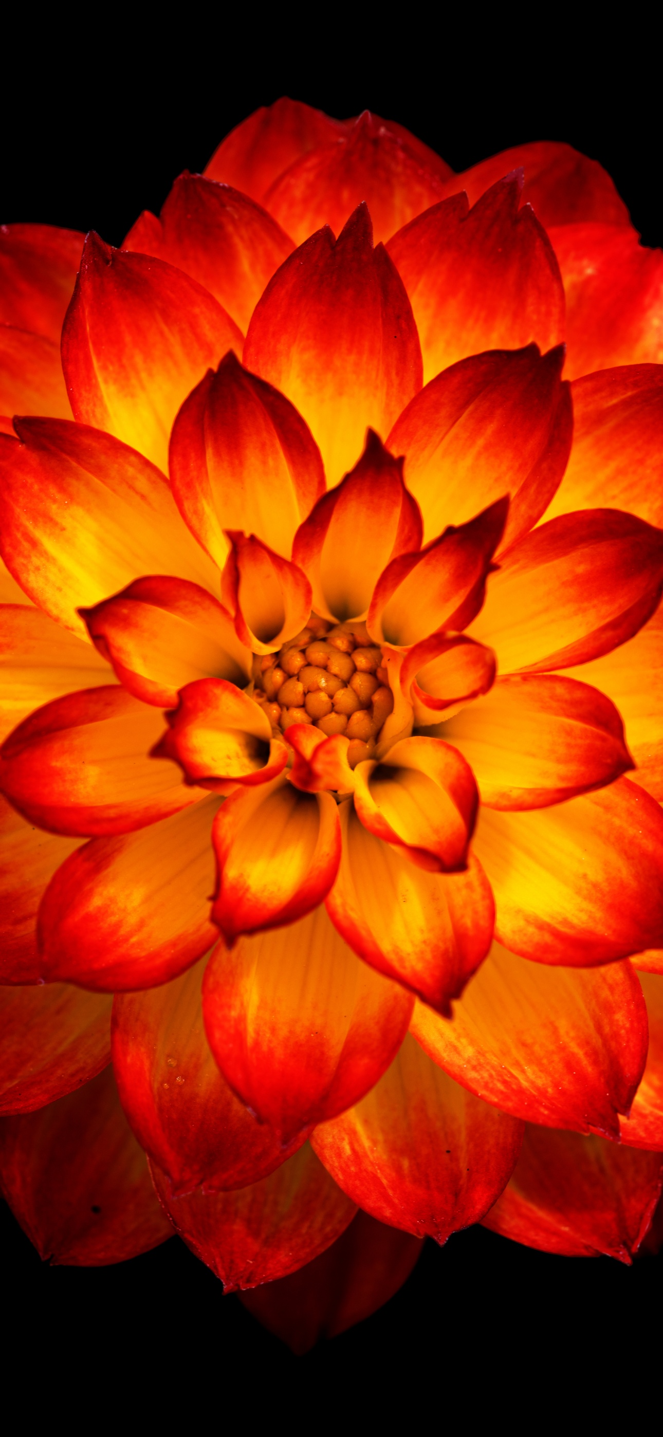 Dahlia flower Wallpaper 4K, Orange dahlia, Flowers