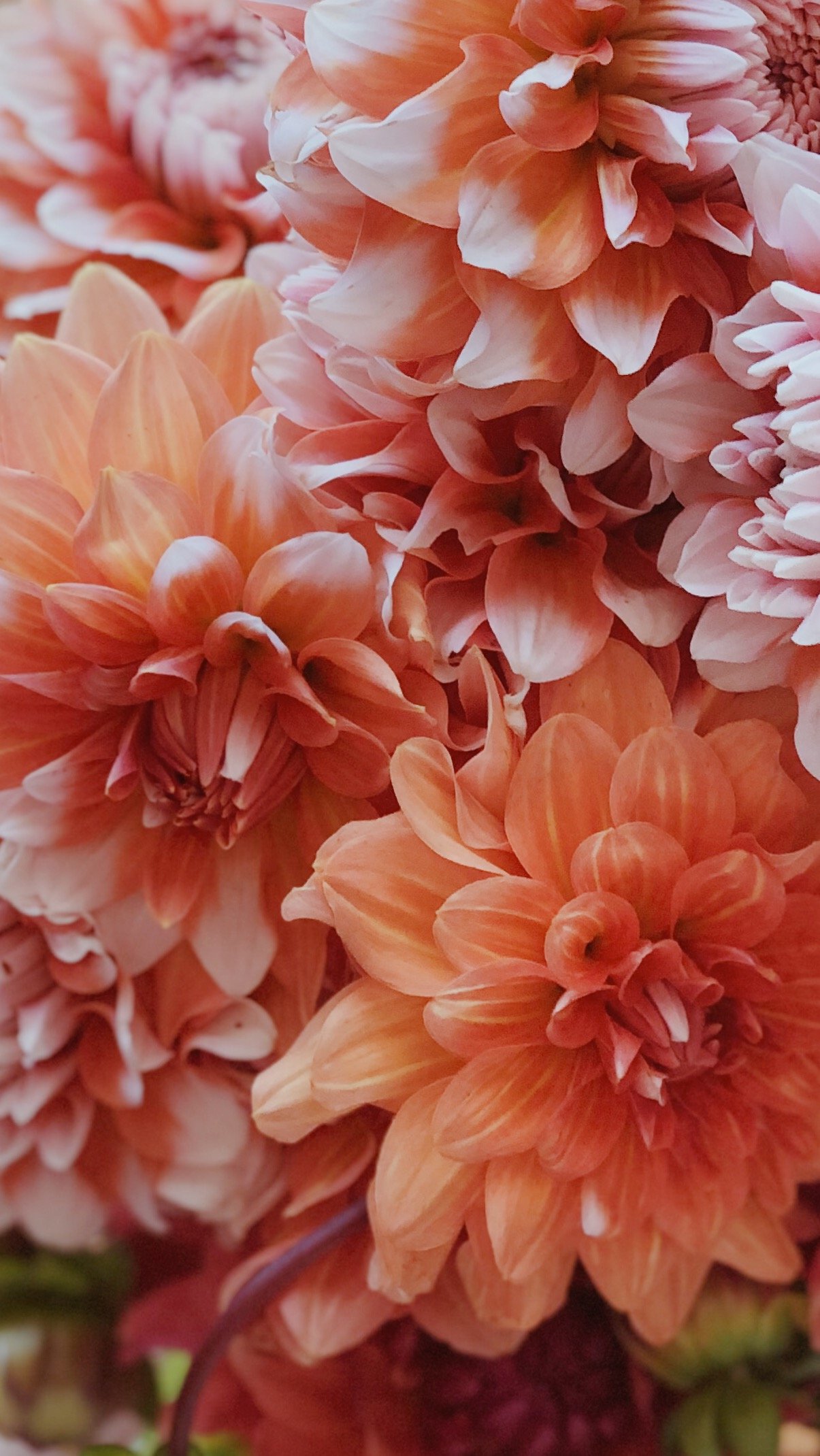 Downloadable Dahlia Wallpaper