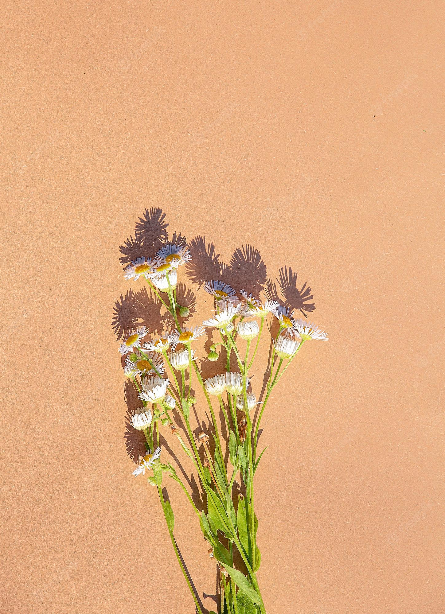 Premium Photo. Chamomile bouquet on beige background. summer sunlight shadows. aesthetic minimal wallpaper. stylish plant composition