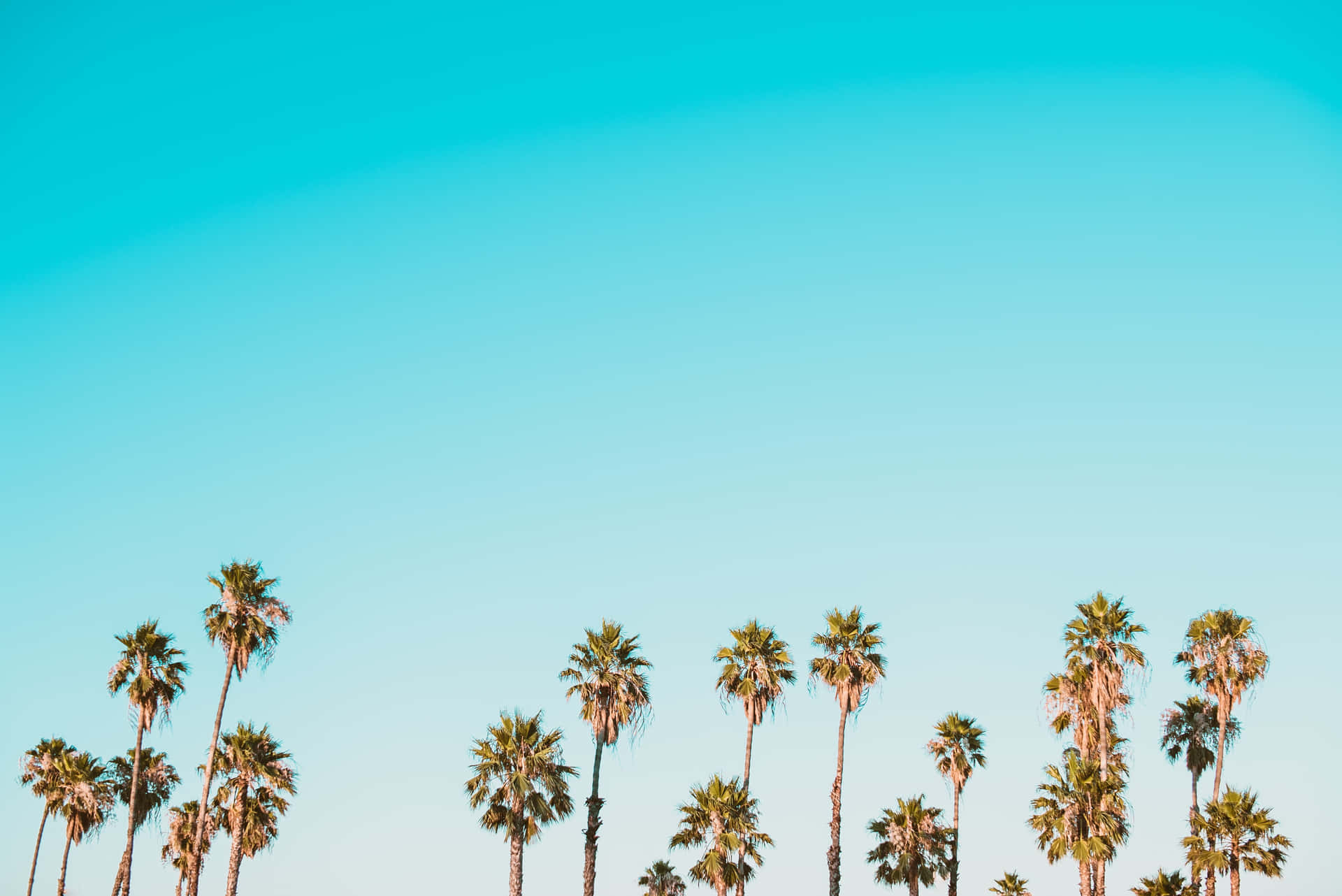 Download Aesthetic Summer Picture California Palm Trees