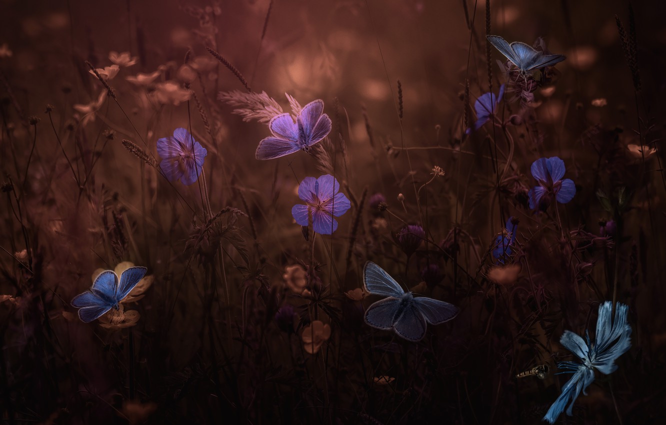 Wallpaper summer, macro, butterfly, flowers, the dark background, rendering, garden, photoart image for desktop, section рендеринг
