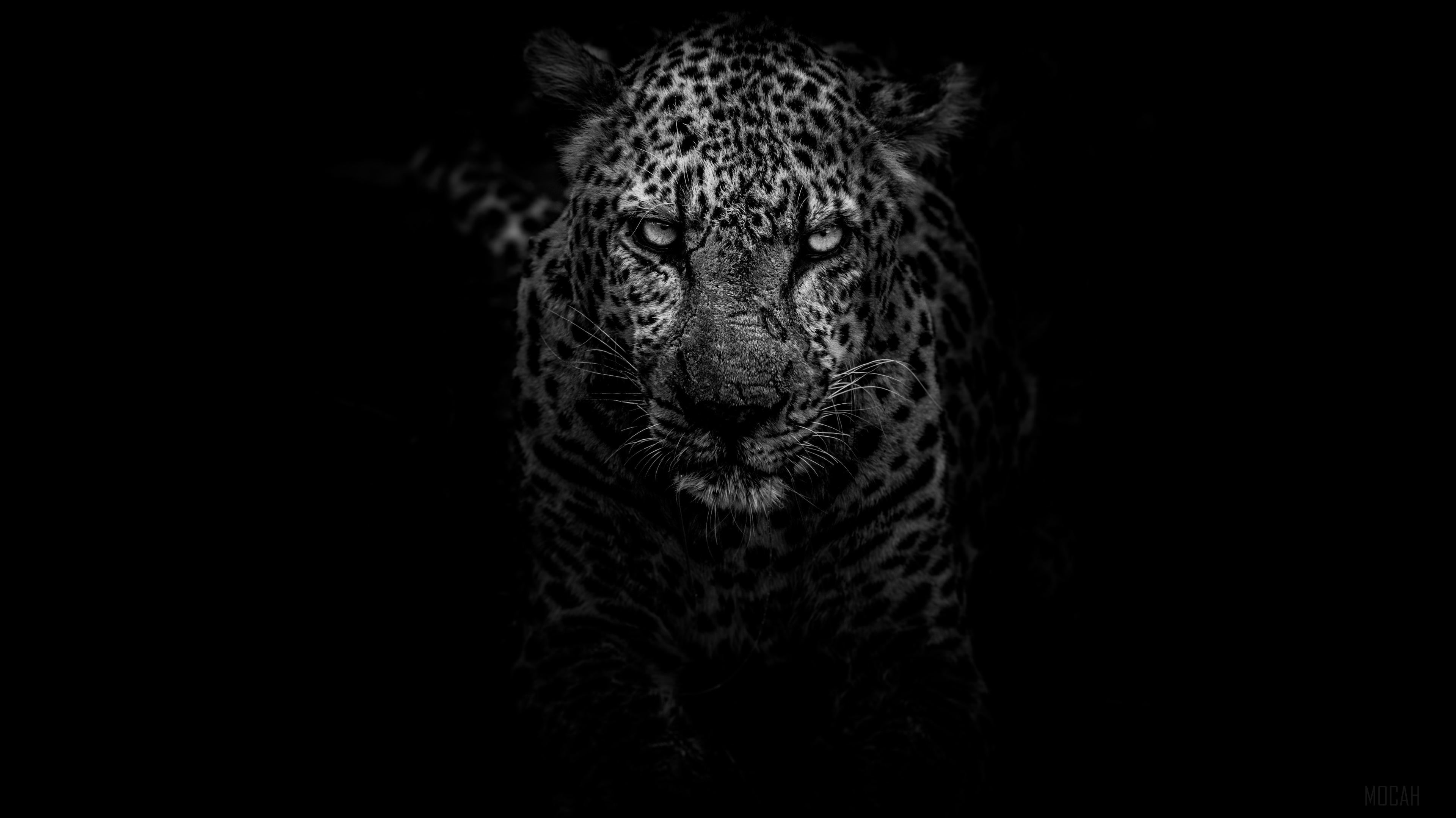 Leopard Dark Monochrome 4k Gallery HD Wallpaper