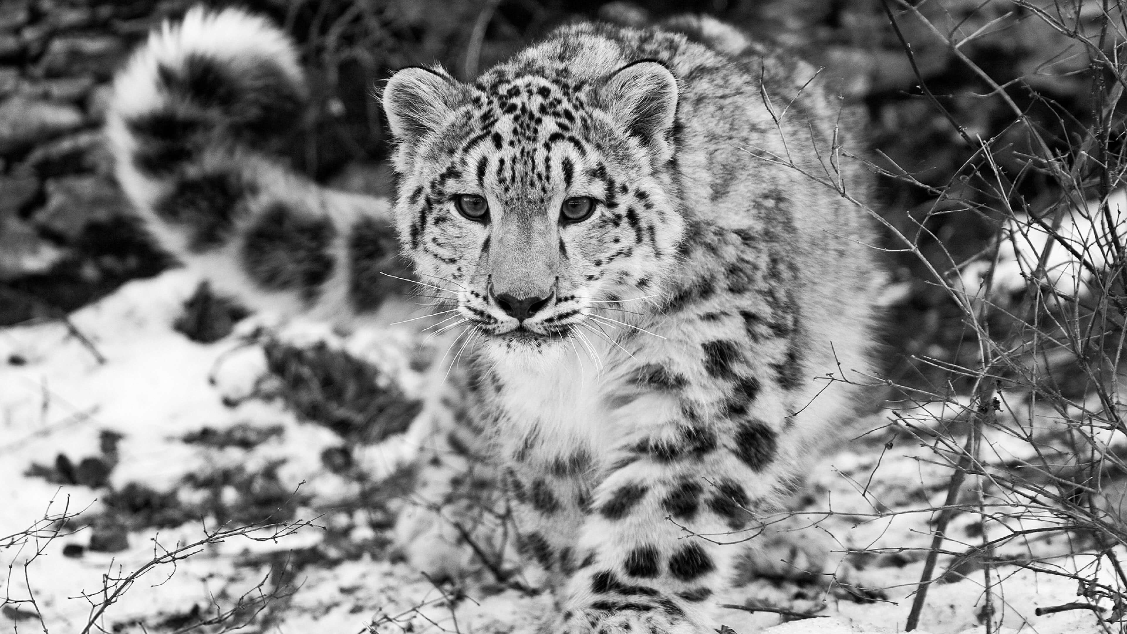 Snow Leopard UHD 4K Wallpaper