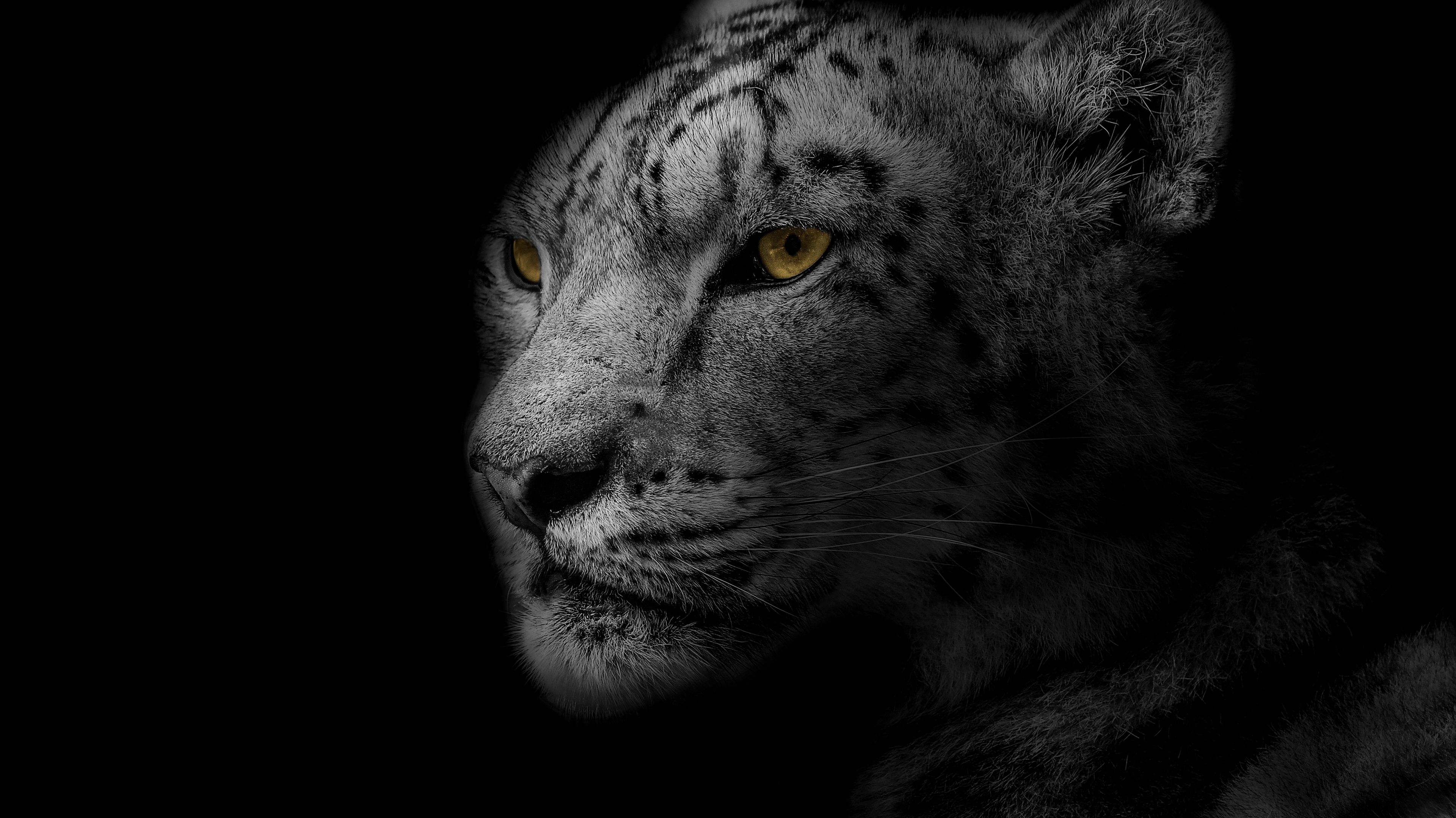 Download wallpaper 3840x2160 leopard, muzzle, predator, big cat, spotted, bw 4k uhd 16:9 HD background