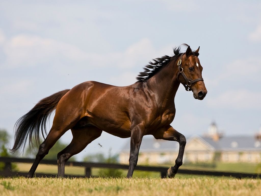 Horse breeds, Horses, Horse picture