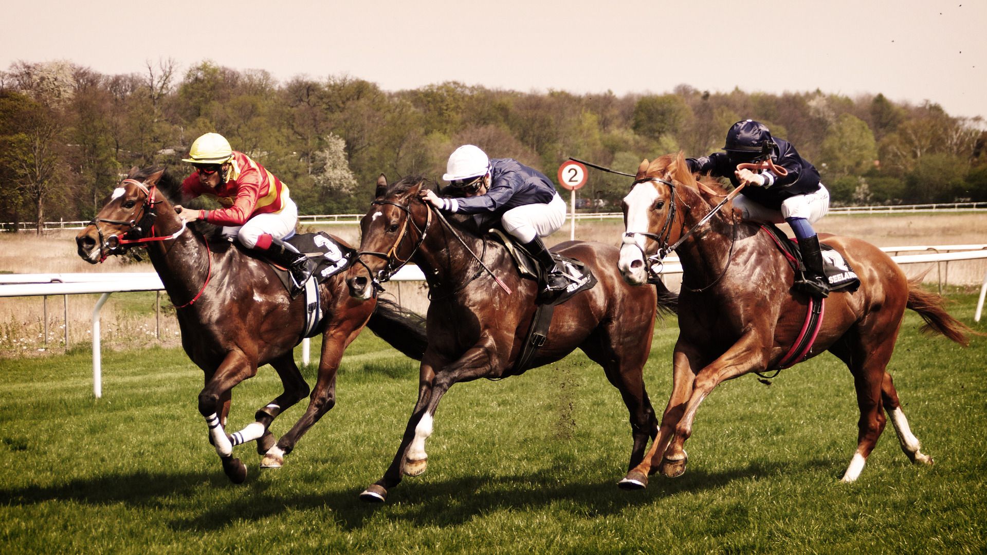 Horse Racing Wallpaper