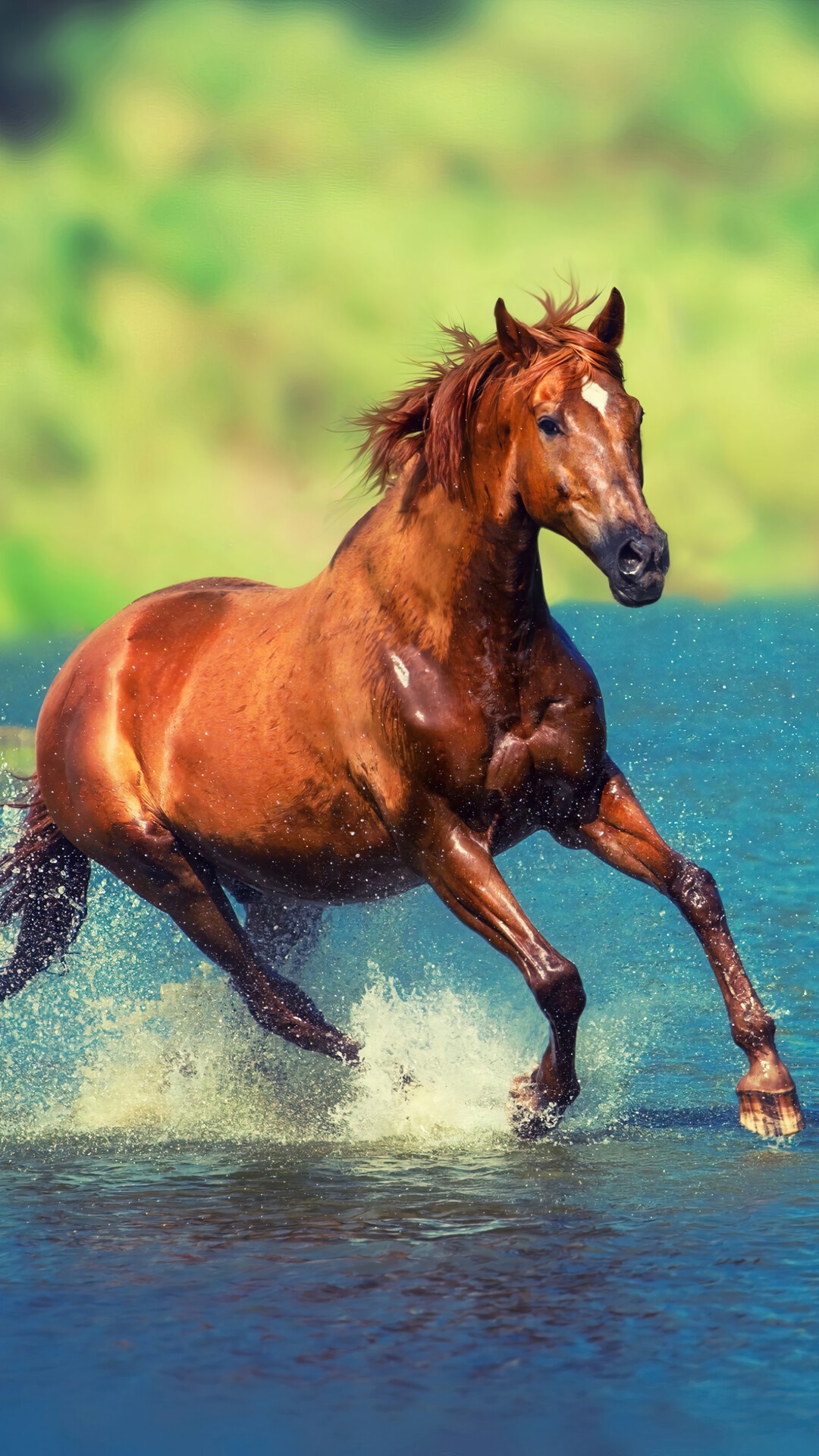 Horse, Running, Animals Gallery HD Wallpaper
