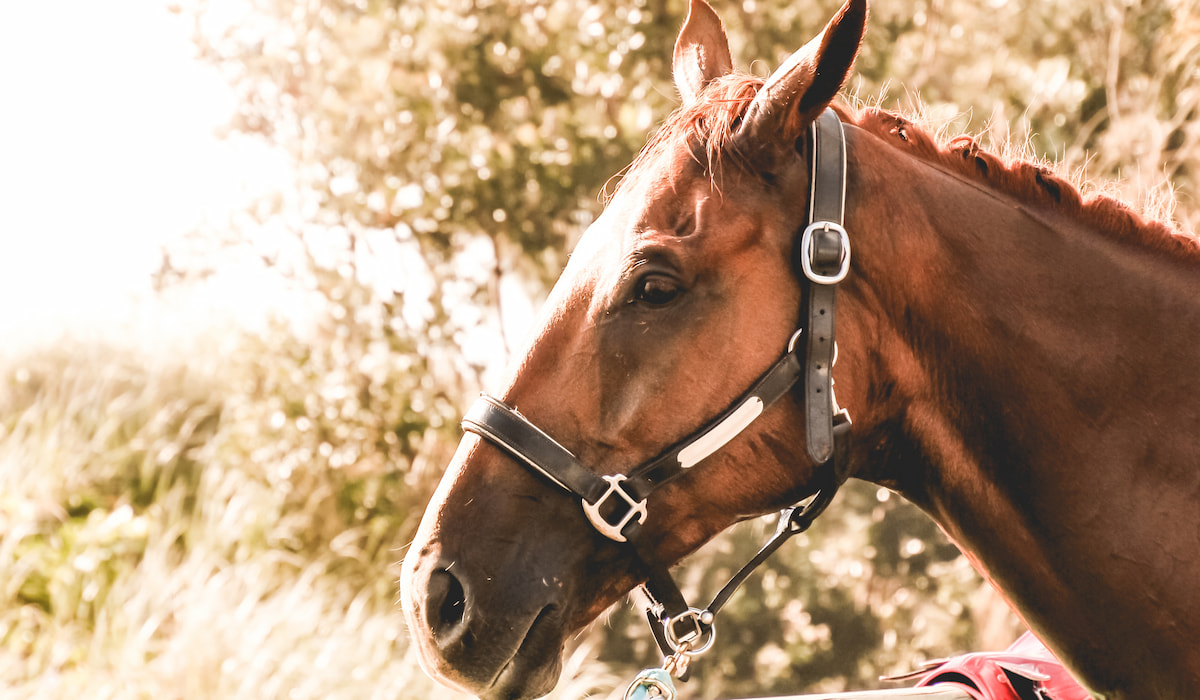 Equine Royalty: The Thoroughbred Horse, Characteristics and Photo Horse Hints