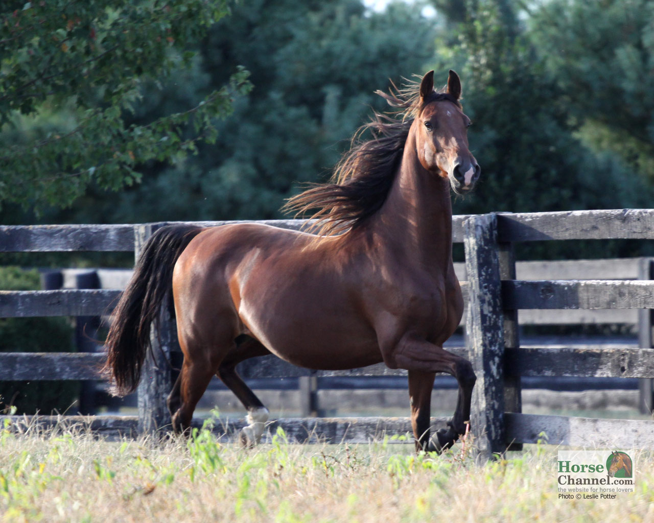 American Saddlebred Horse and Desktop Wallpaper