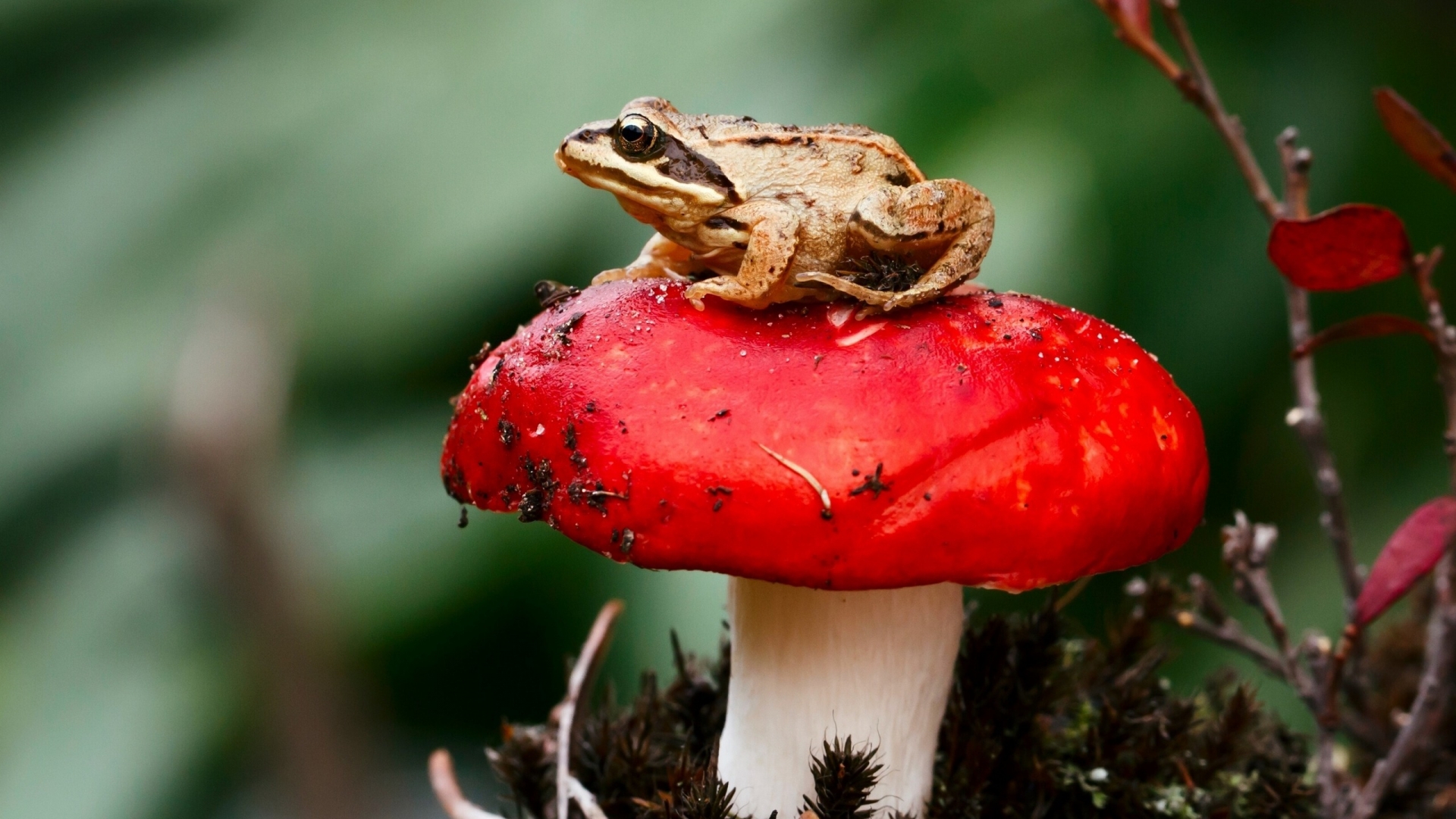 Frog and mushroom