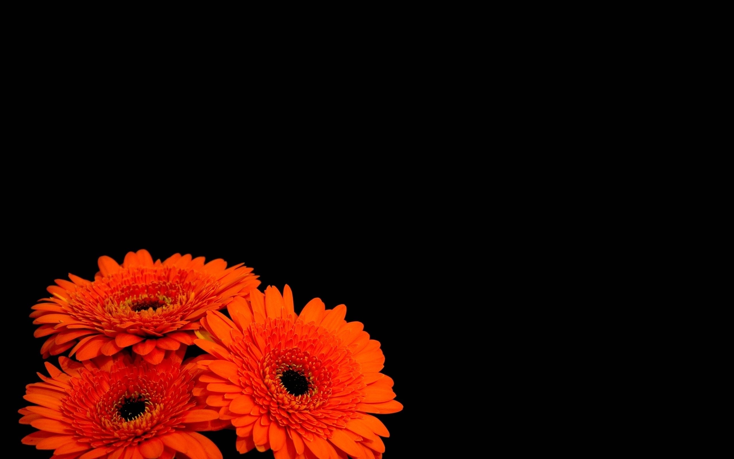Flowers black background orange flowers wallpaper