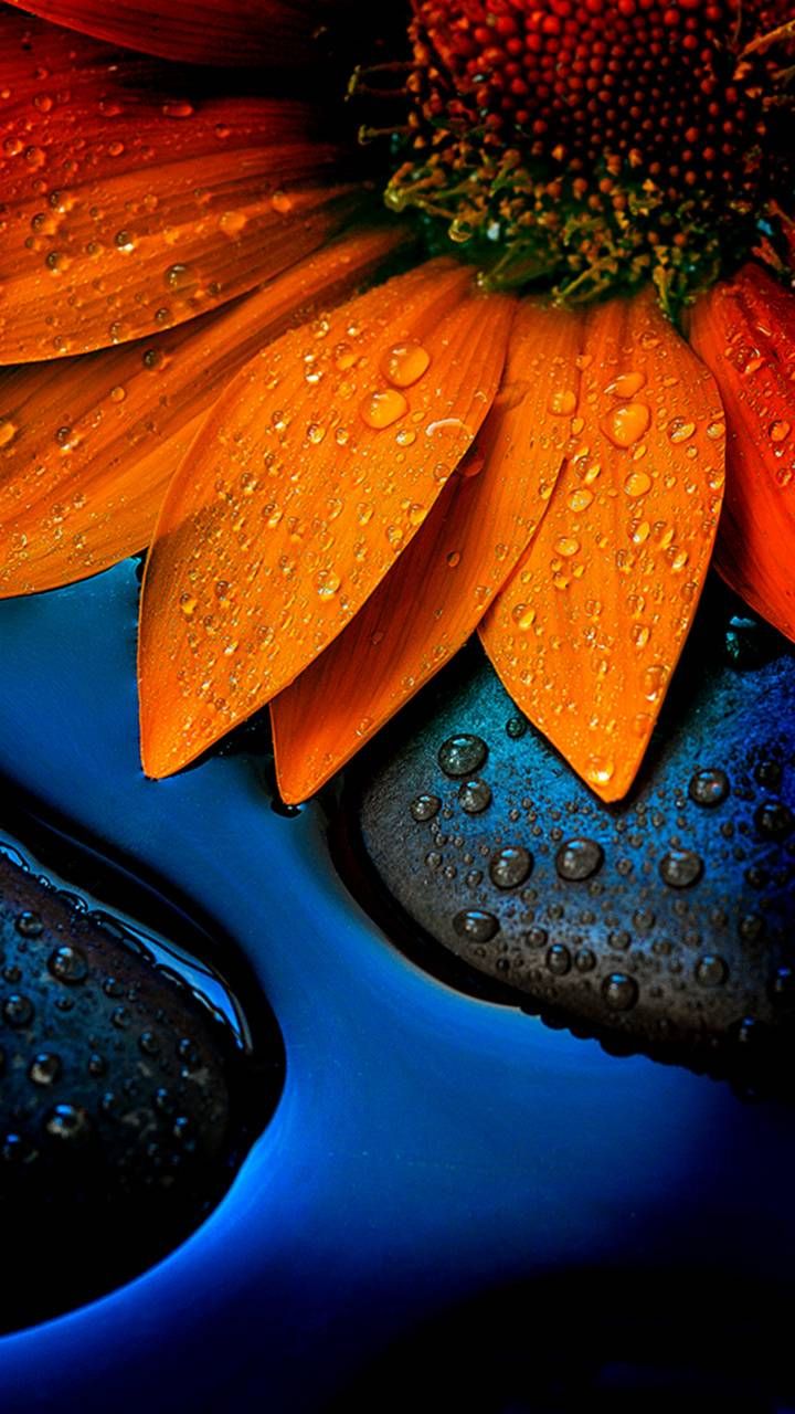 Orange And Black Flower Wallpapers - Wallpaper Cave