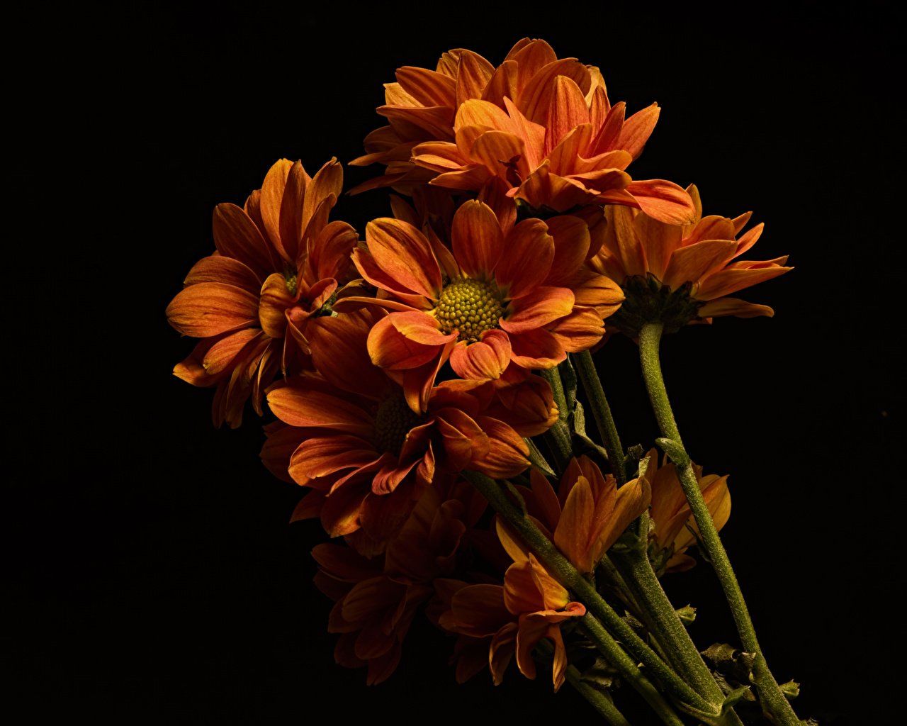 Orange And Black Flower Wallpapers - Wallpaper Cave