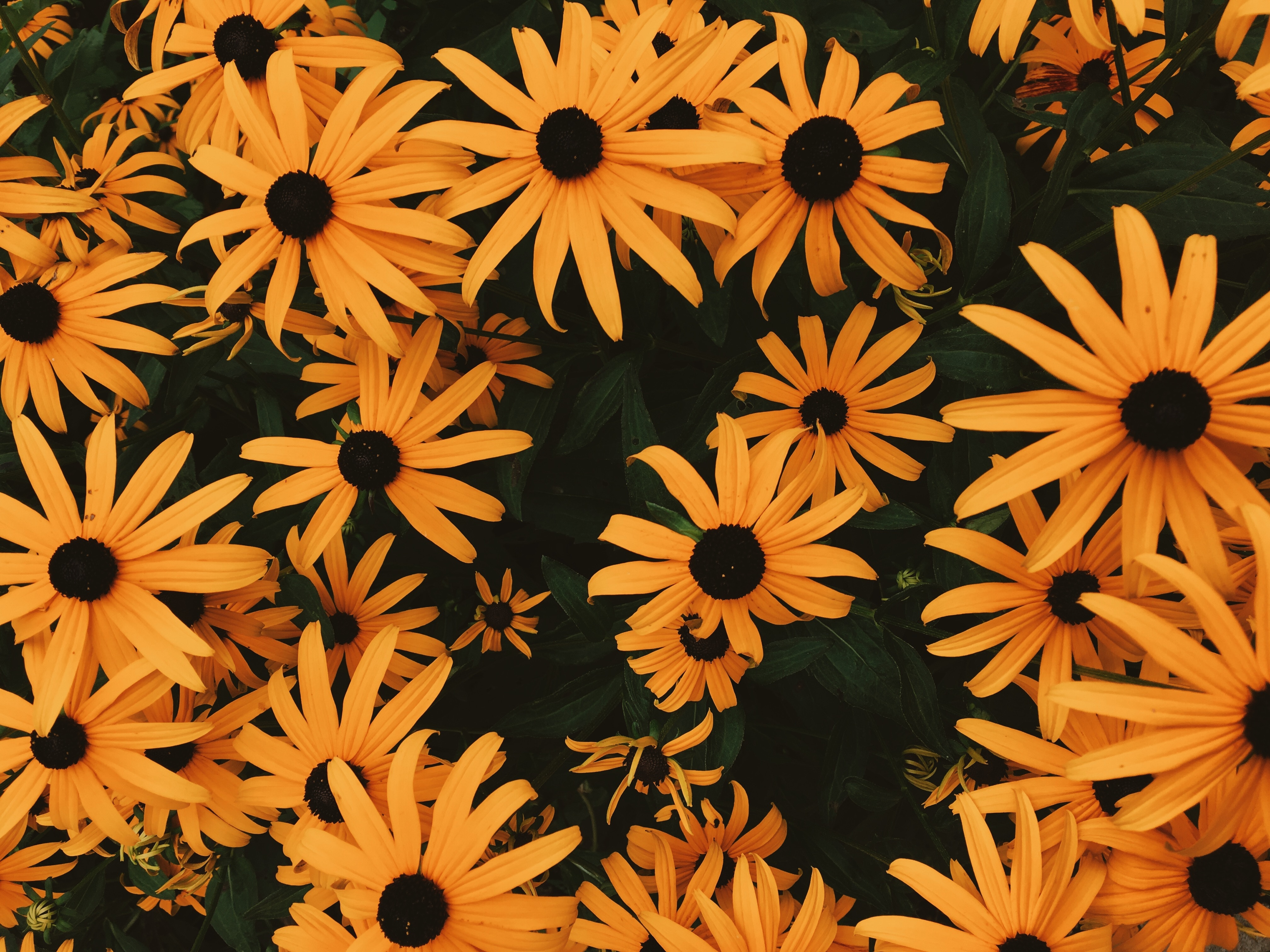 flower wallpaper 1080P, 2k, 4k HD wallpaper, background free download