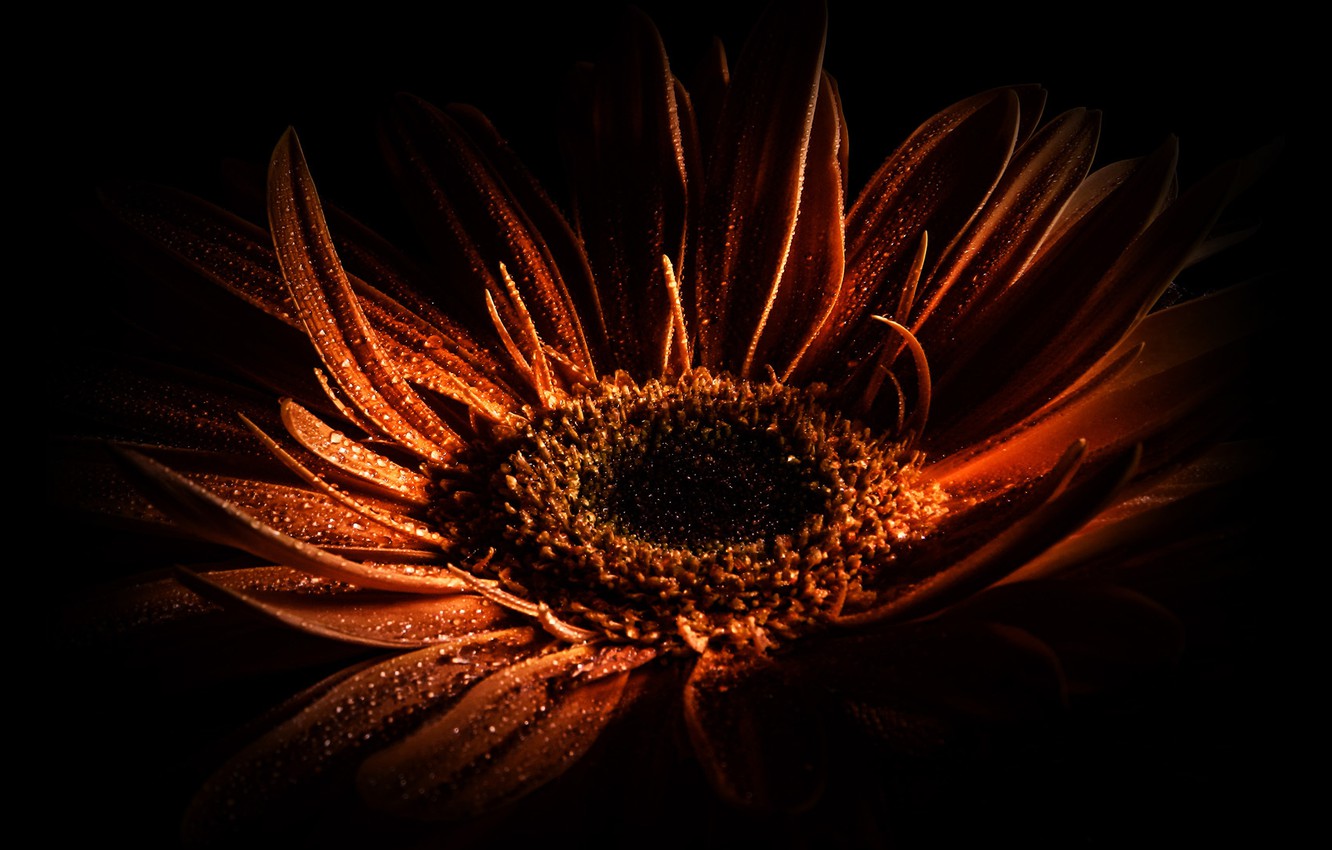 Wallpaper flower, color, drops, macro, light, flowers, orange, red, black, color, drop, shadow, shadows, flowering, color image for desktop, section цветы