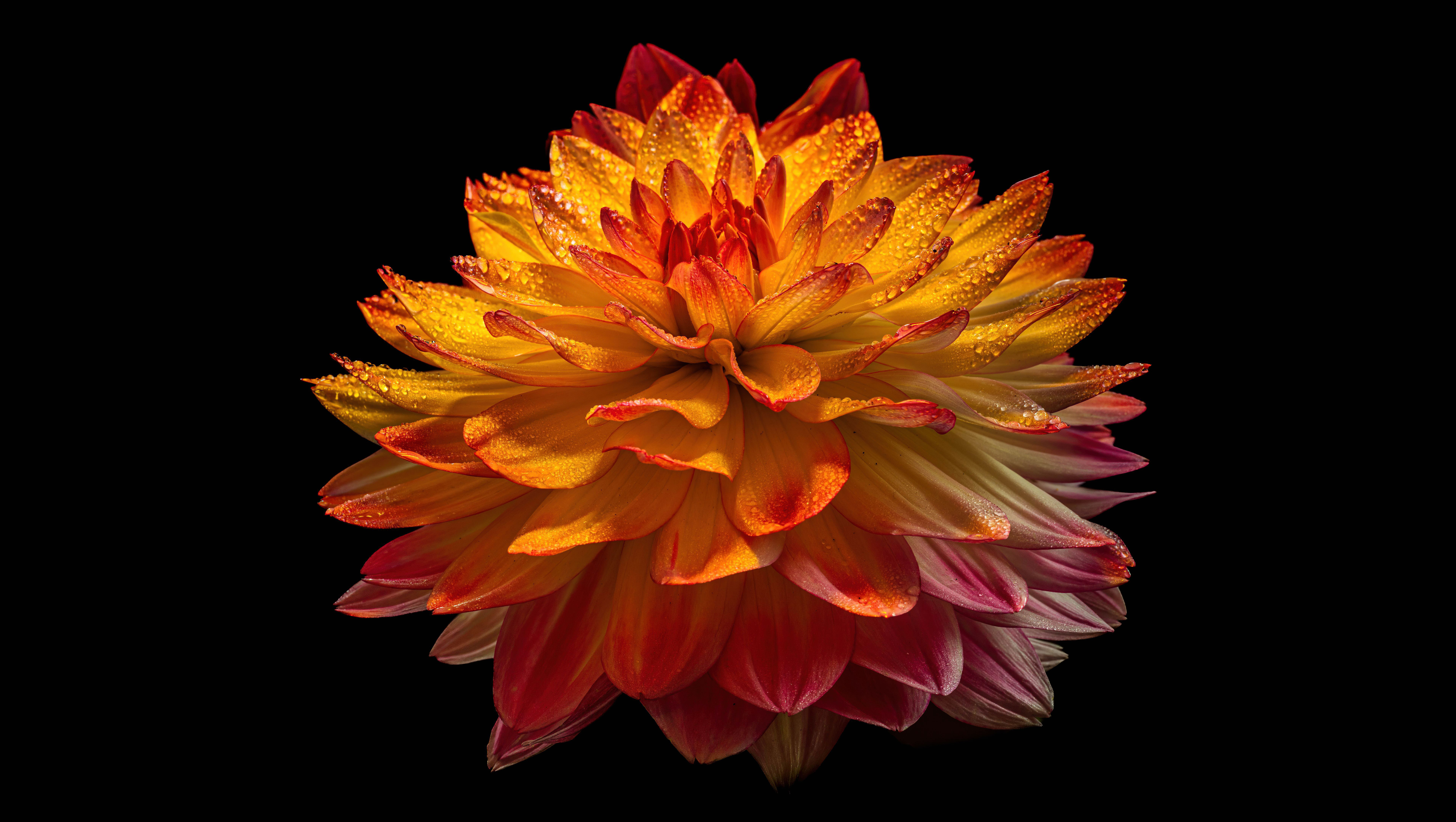 Dahlia flower Wallpaper 4K, Orange flower, Flowers