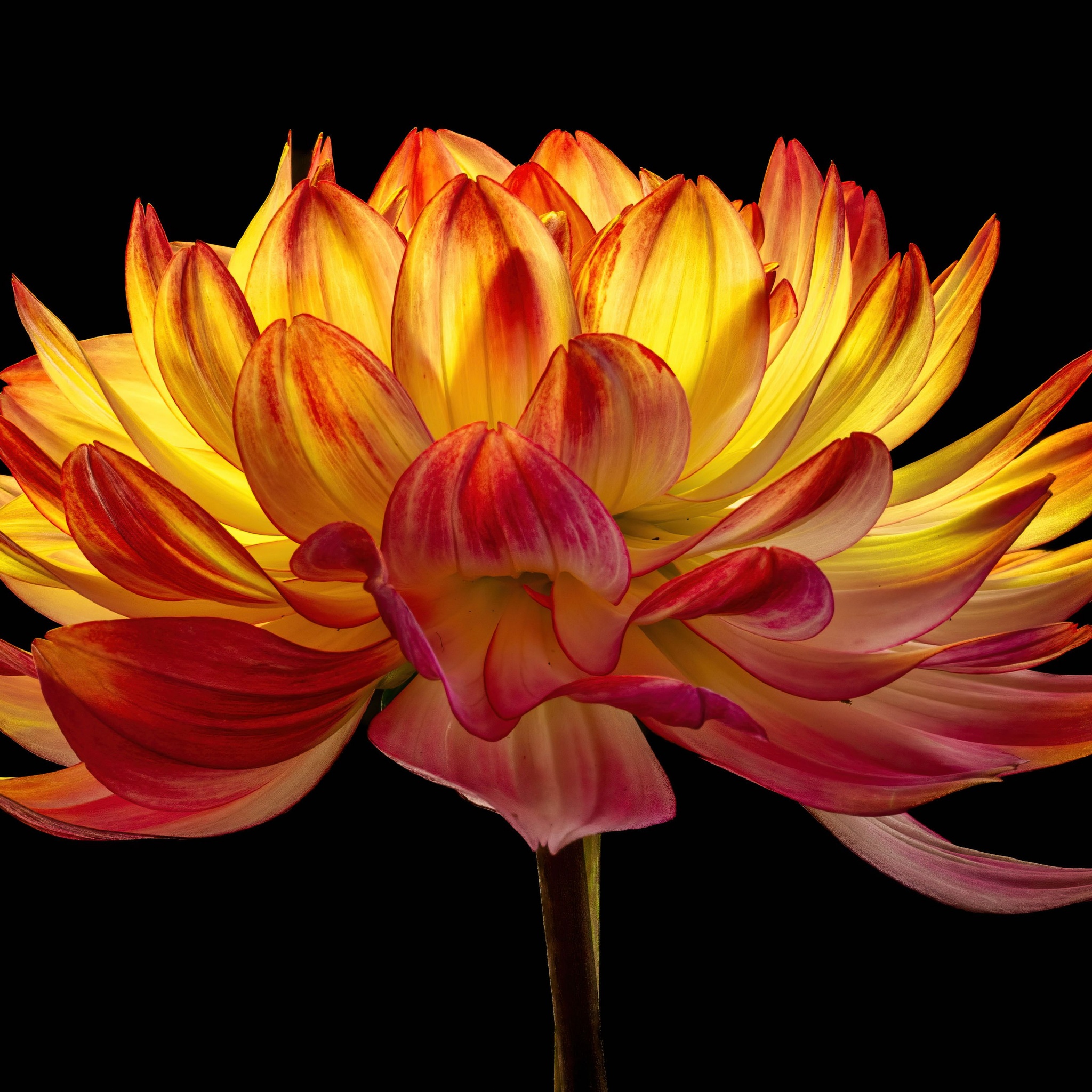 Dahlia flower Wallpaper 4K, Orange flower, Flowers