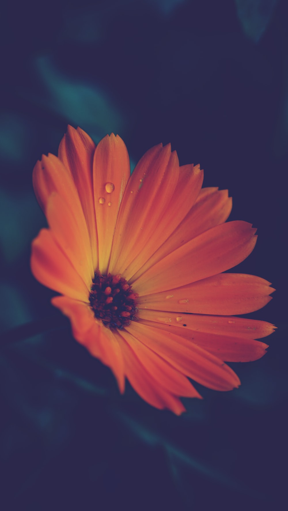 Orange And Black Flower Wallpapers - Wallpaper Cave