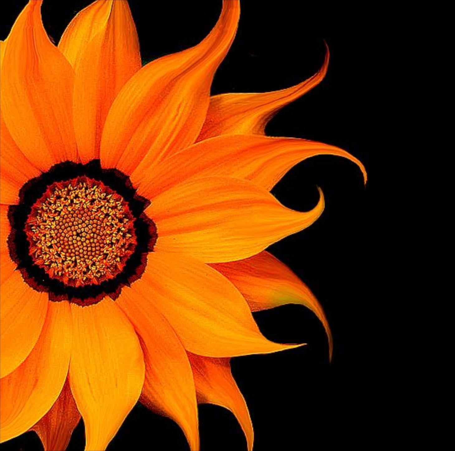 Sunflowers. Flower desktop wallpaper, Orange flowers, Beautiful flowers