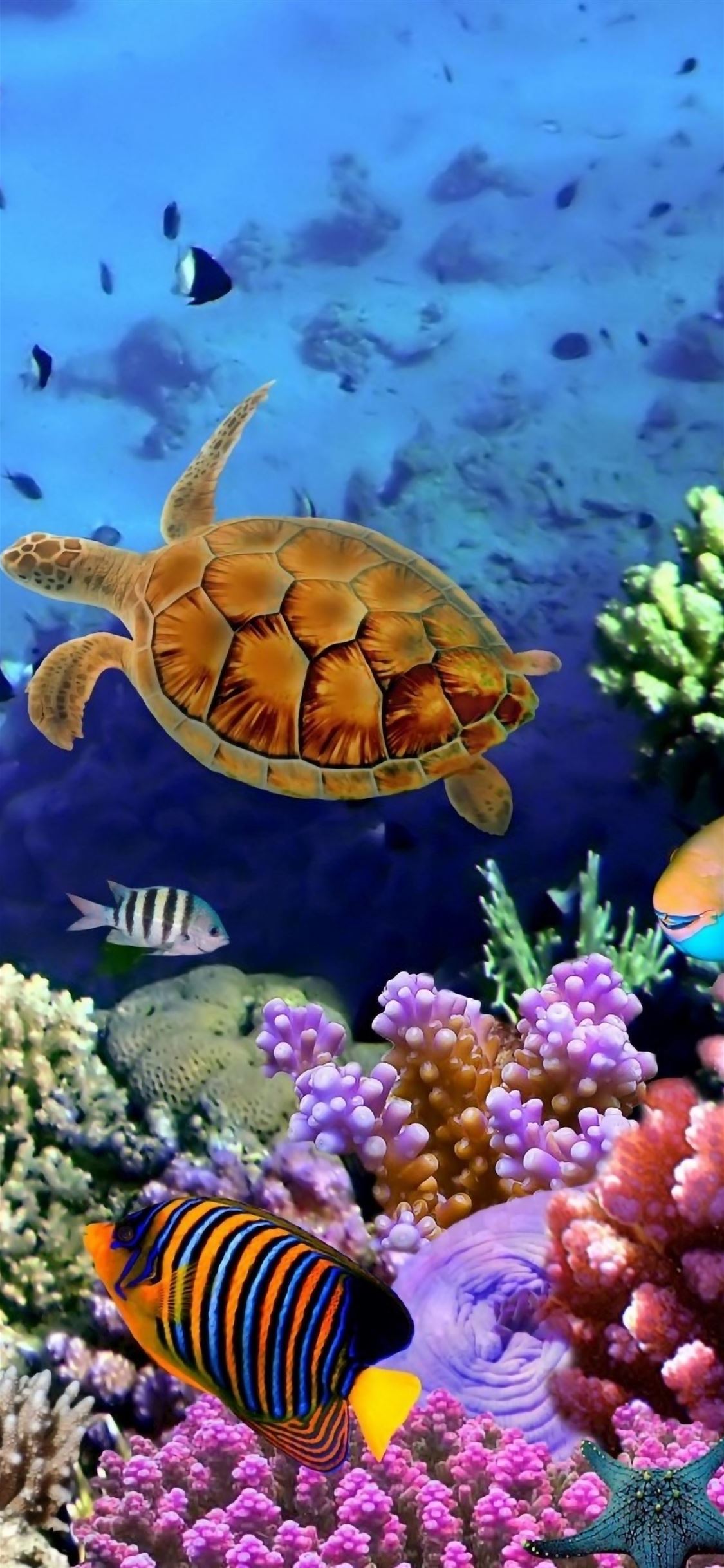 Seabed Fish iPhone Wallpaper Free Download