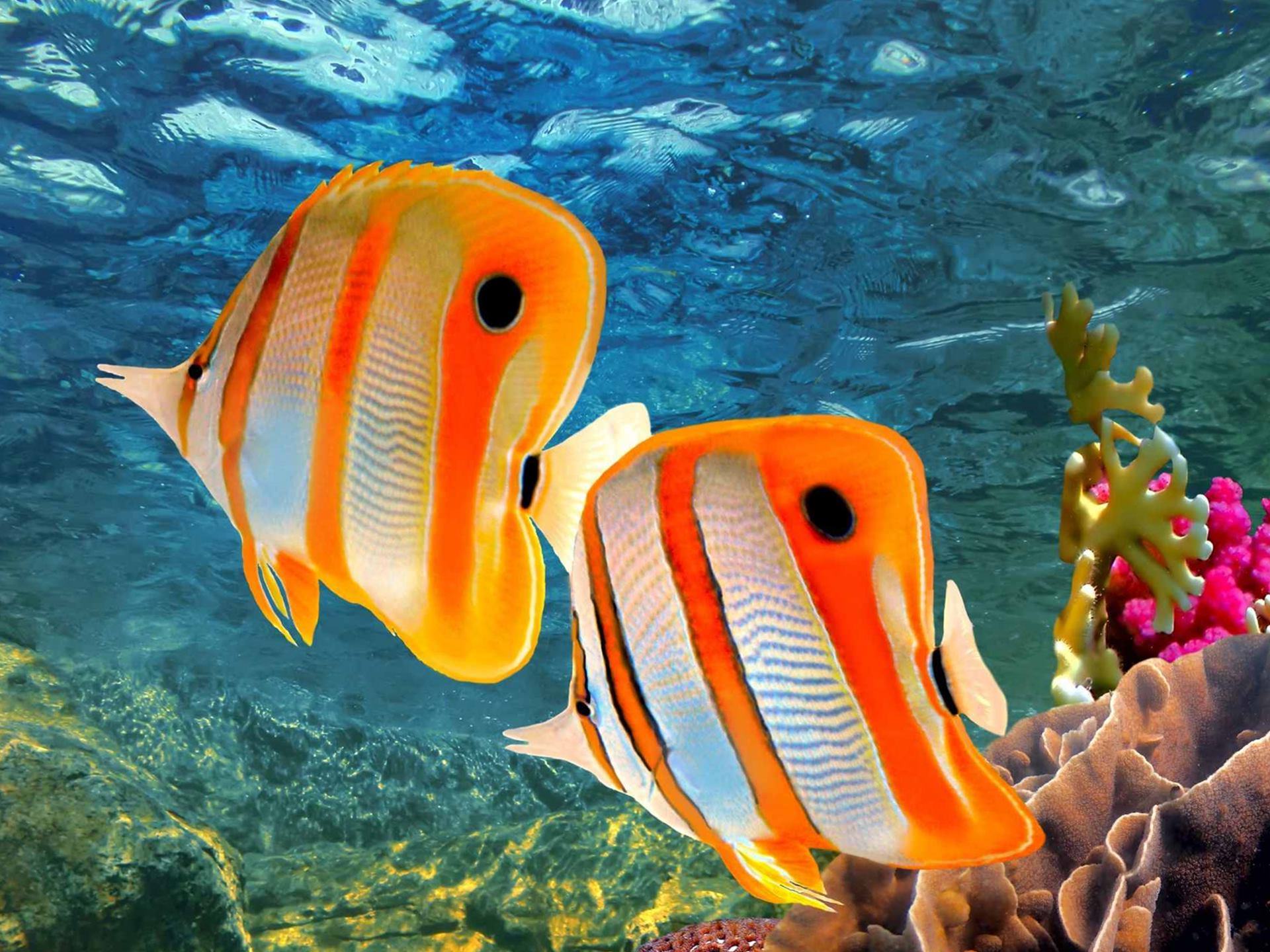 Orange Fish Under Sea Desktop Wallpaper