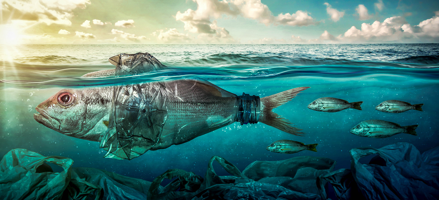 Mayday fish in distress of aquaculture