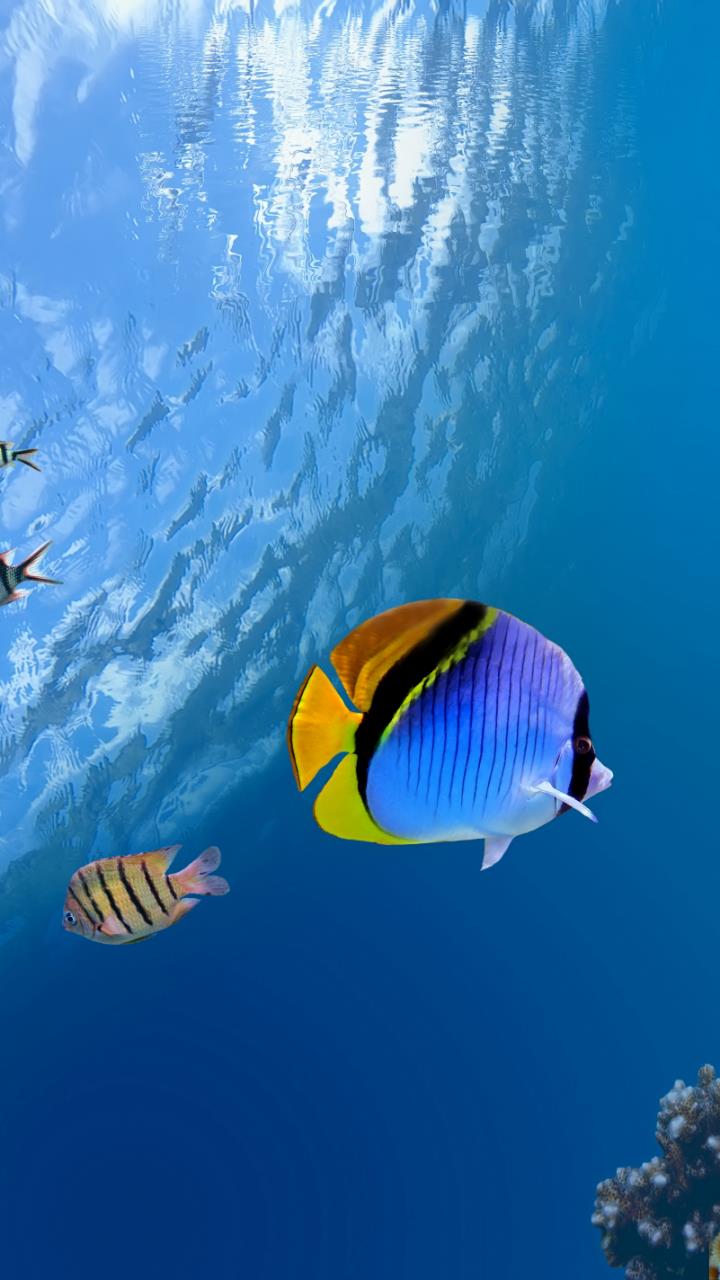 Blue Black Yellow fish under water Pacific Ocean Wallpaper HD Mobile, Desktop Wallpaper