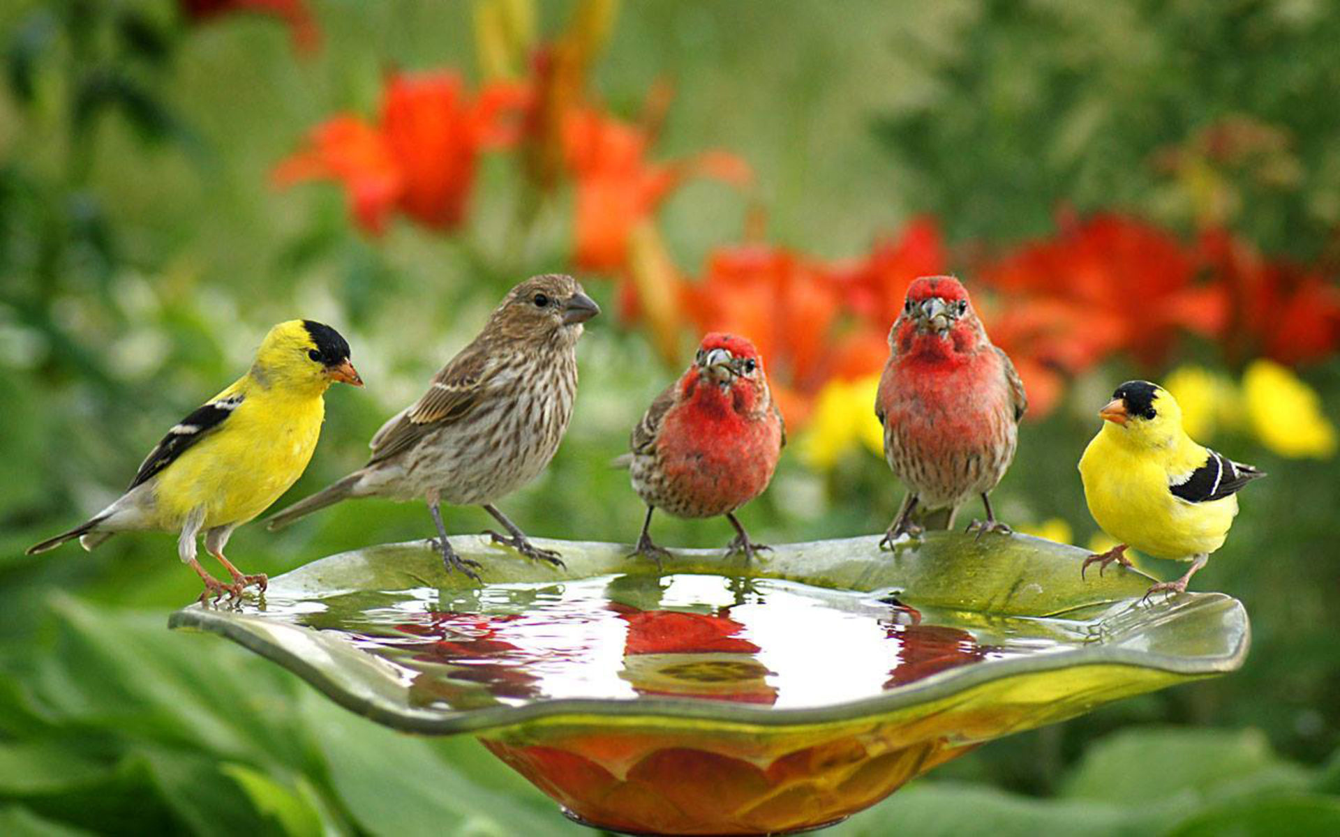 Birds Wallpaper Cute Birds Drink Water, Wallpaper13.com