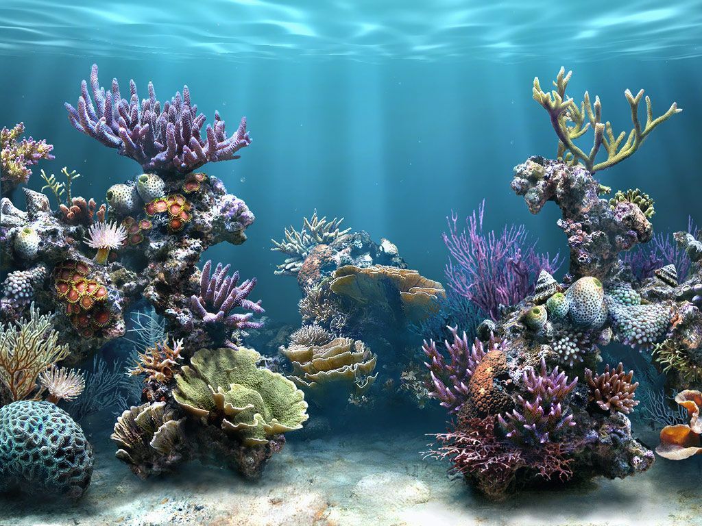 Coral Reef Wallpaper. Sea life art, Underwater wallpaper, Beautiful sea creatures