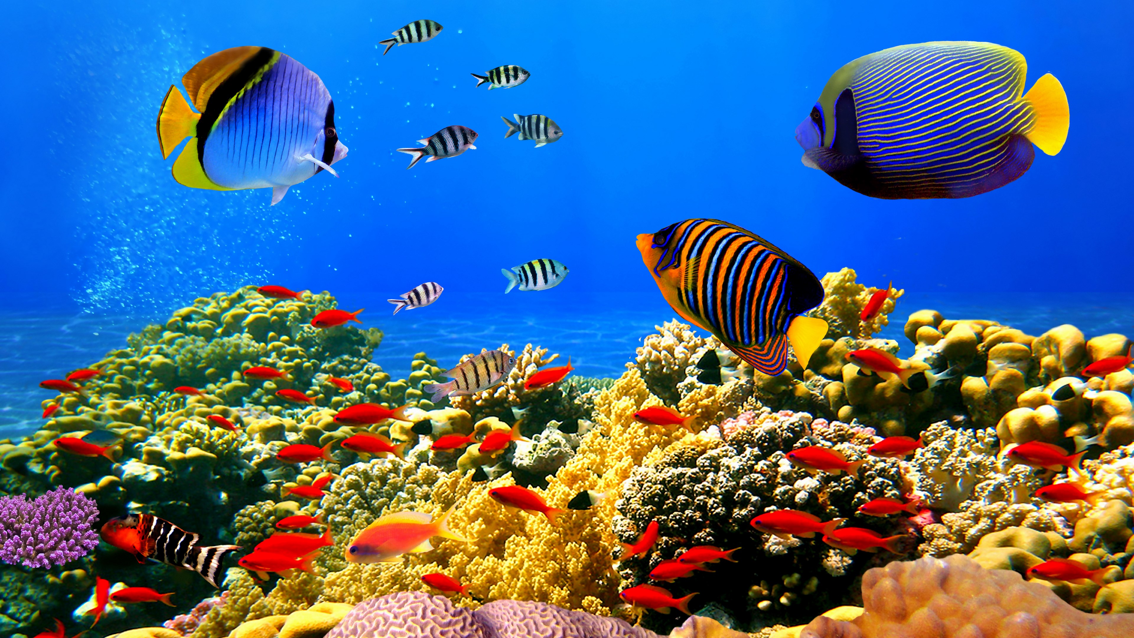 beautiful coral reef Gallery HD Wallpaper