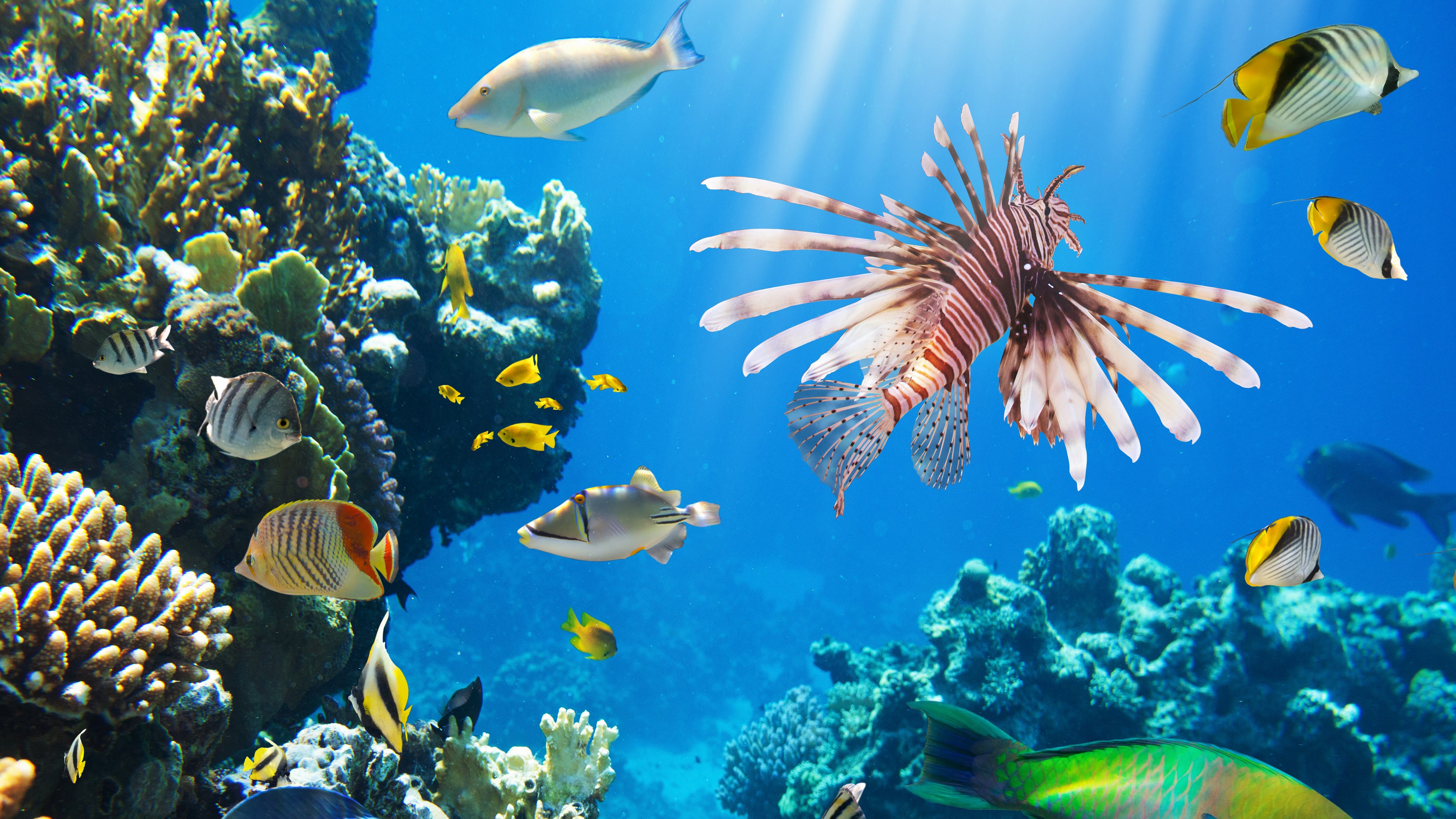 colorful coral reefs HD Gallery HD Wallpaper