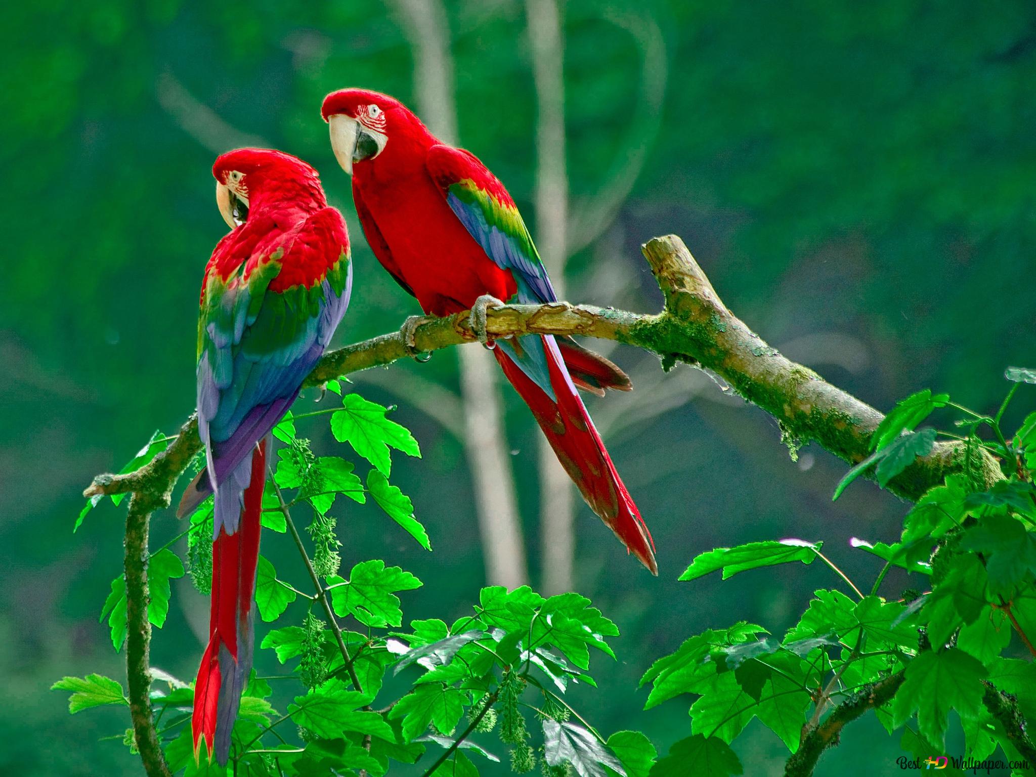 Two parrots most beautiful natural meeting 2K wallpaper download