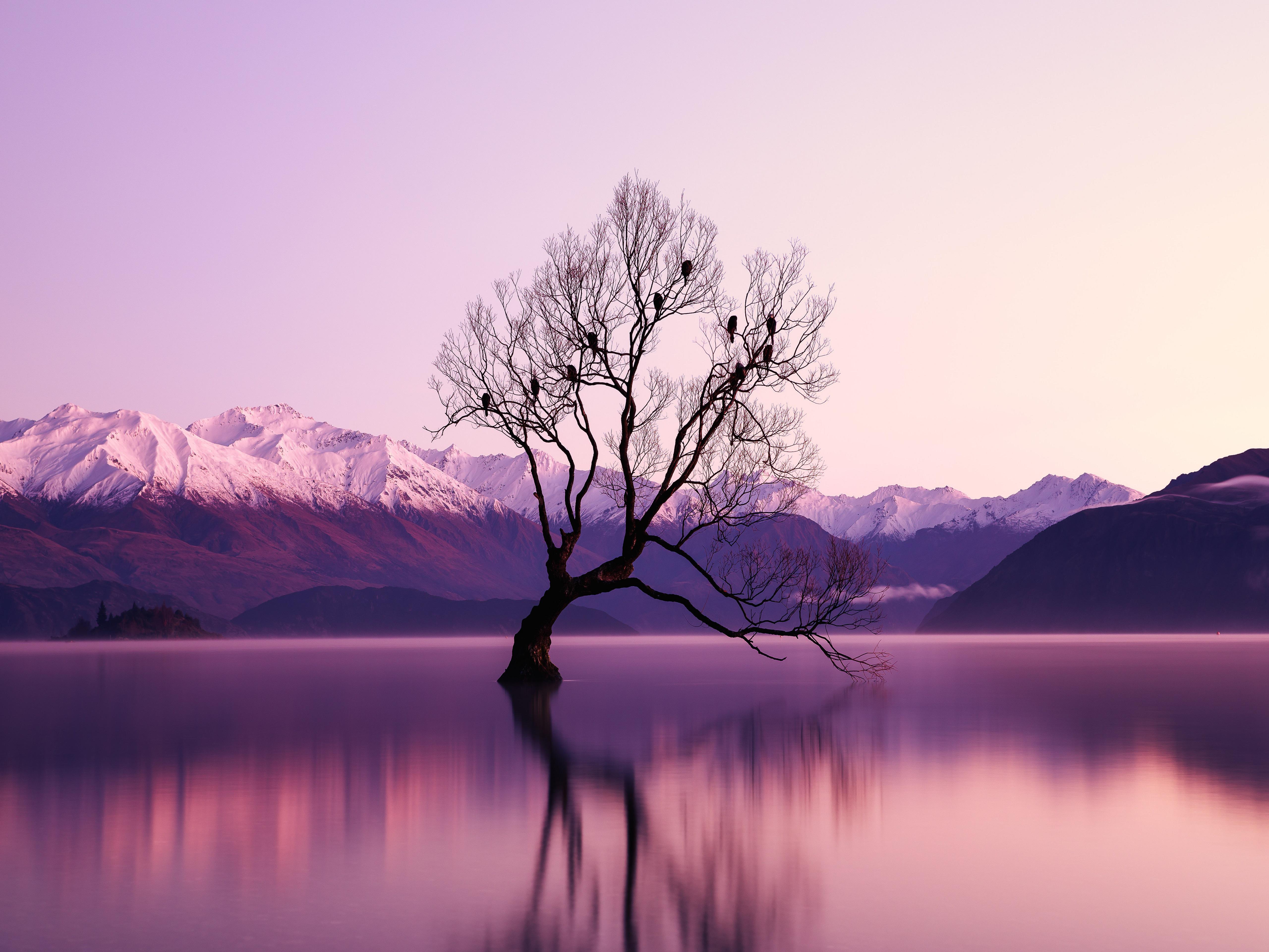 Wanaka 4K wallpaper for your desktop or mobile screen free and easy to download