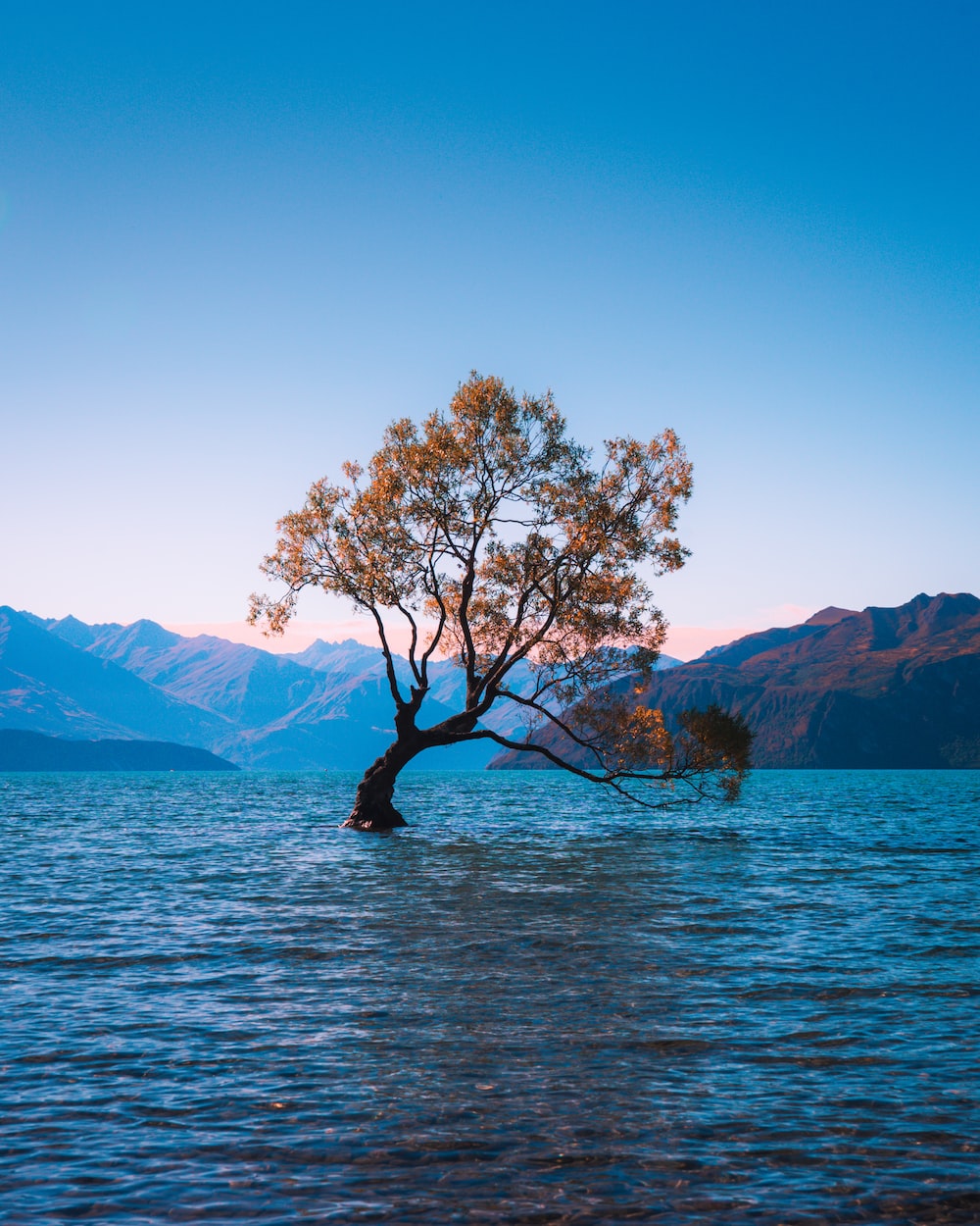Wanaka Tree Picture. Download Free Image