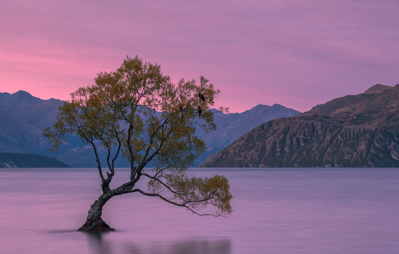Wallpaper mountains, tree, New Zealand, New Zealand, mountains, tree, Lake Wanaka image for desktop, section пейзажи