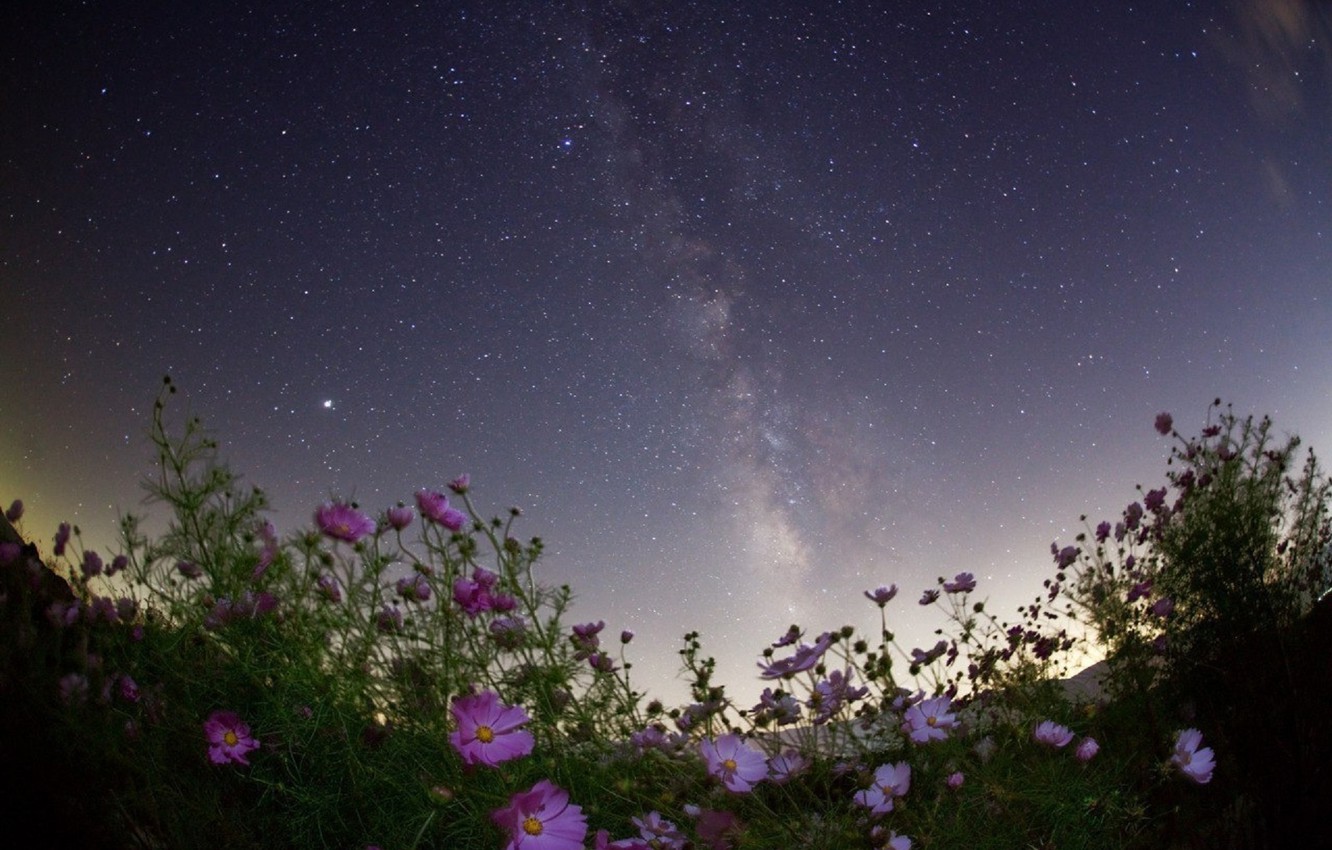 Wallpaper field, summer, the sky, stars, flowers, lilac, pink, field, starry sky image for desktop, section цветы
