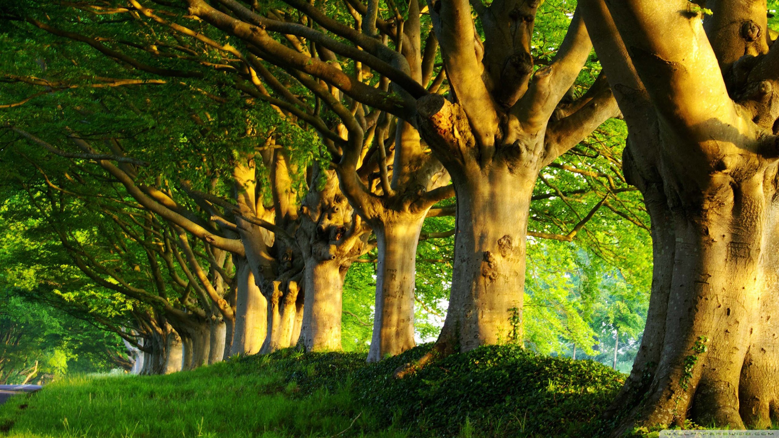 Summer Trees Wallpaper Free Summer Trees Background