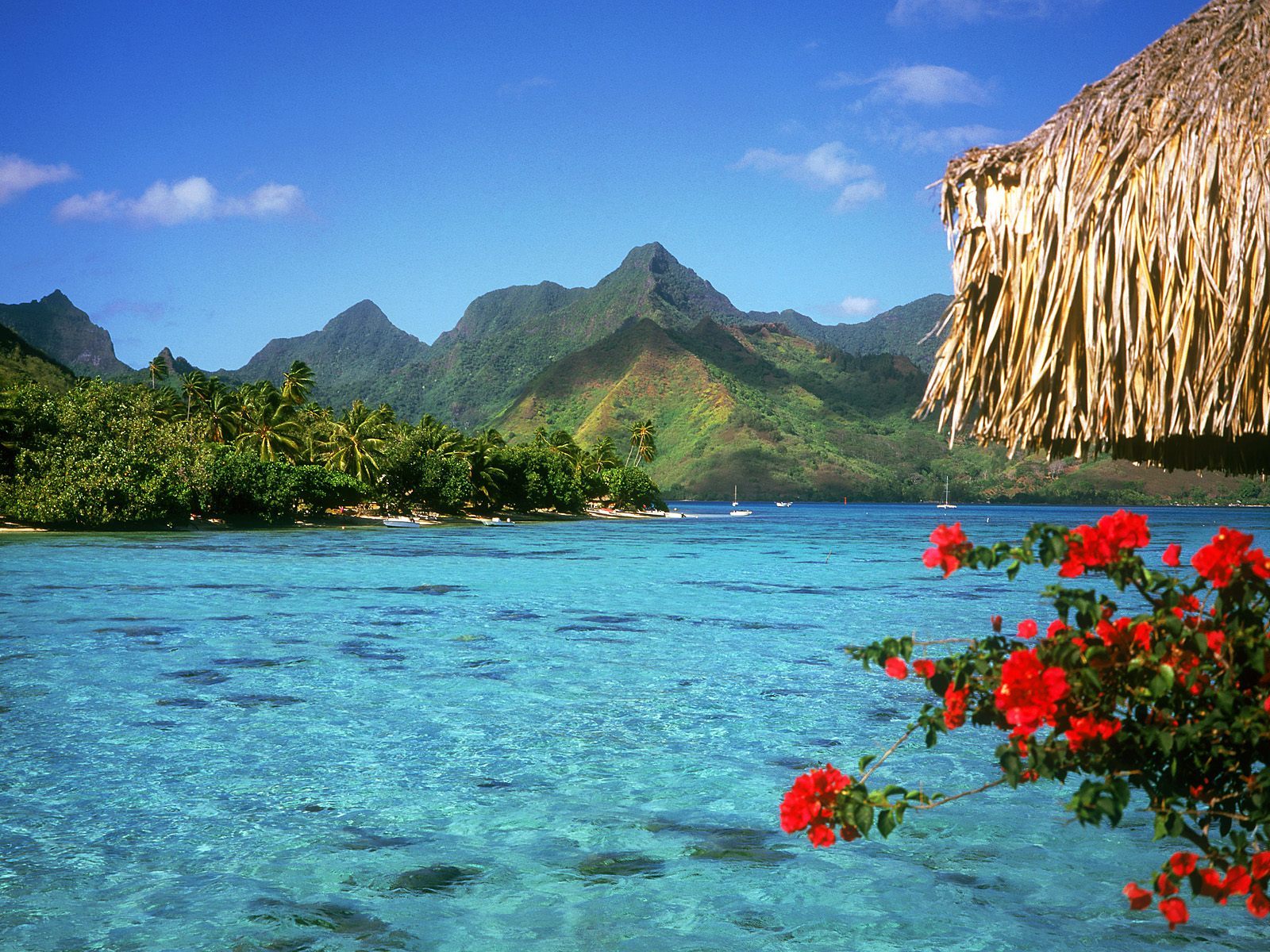 Summertime Wallpaper