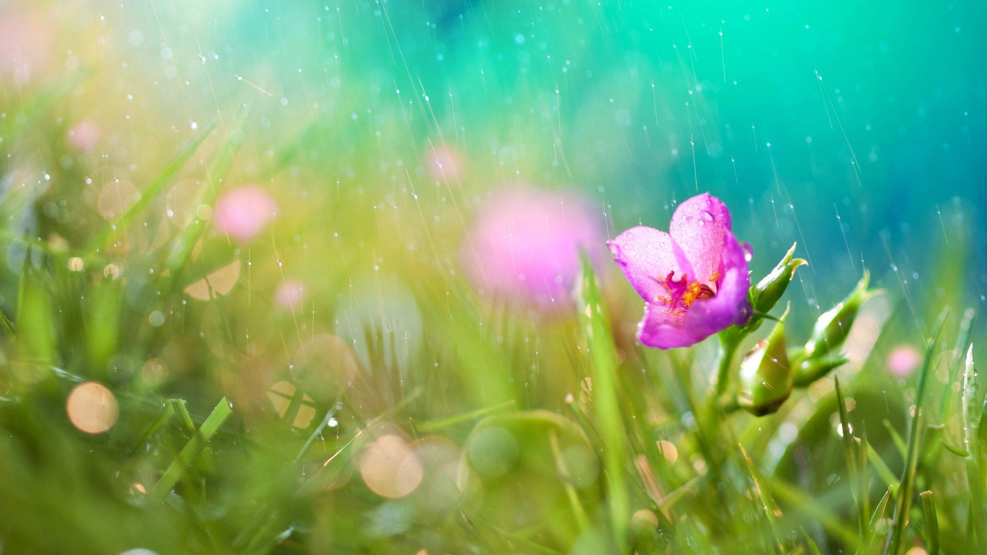Rainy Spring Desktop Wallpaper