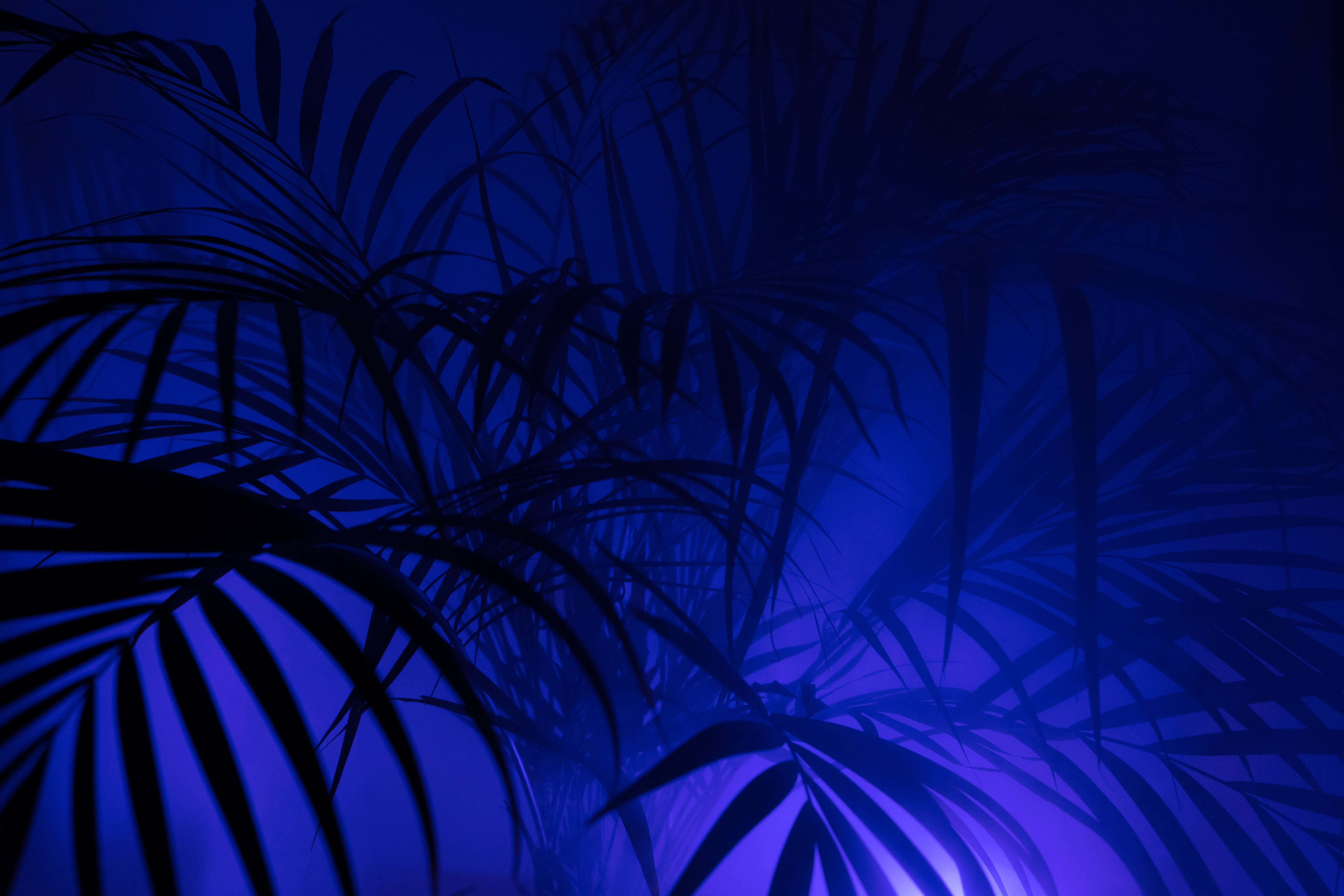 Wallpaper / outdoors, schemes, lighting, Hip, Fog, disco, neon, futuristic, artistically, plant, nature, palm leaf, coconut palm tree, lamp, light, full frame, series image free download