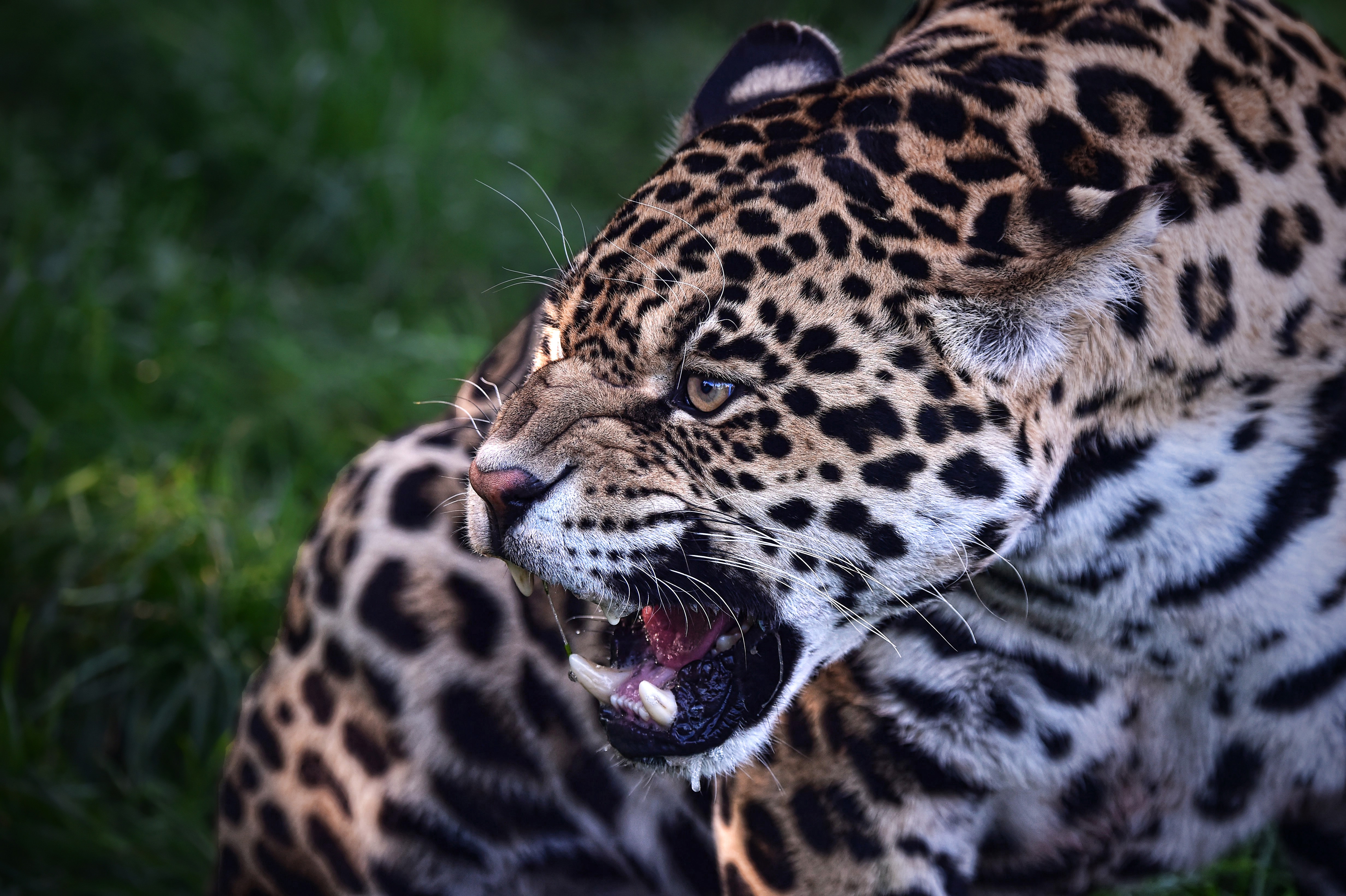 HD desktop wallpaper: Cats, Jaguar, Muzzle, Animal download free picture